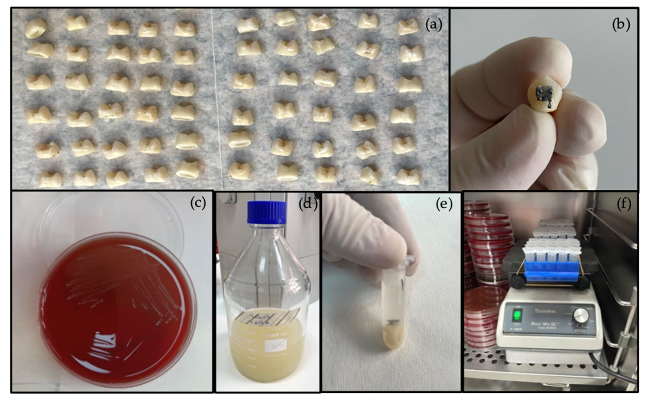 Coatings 13 00401 g001