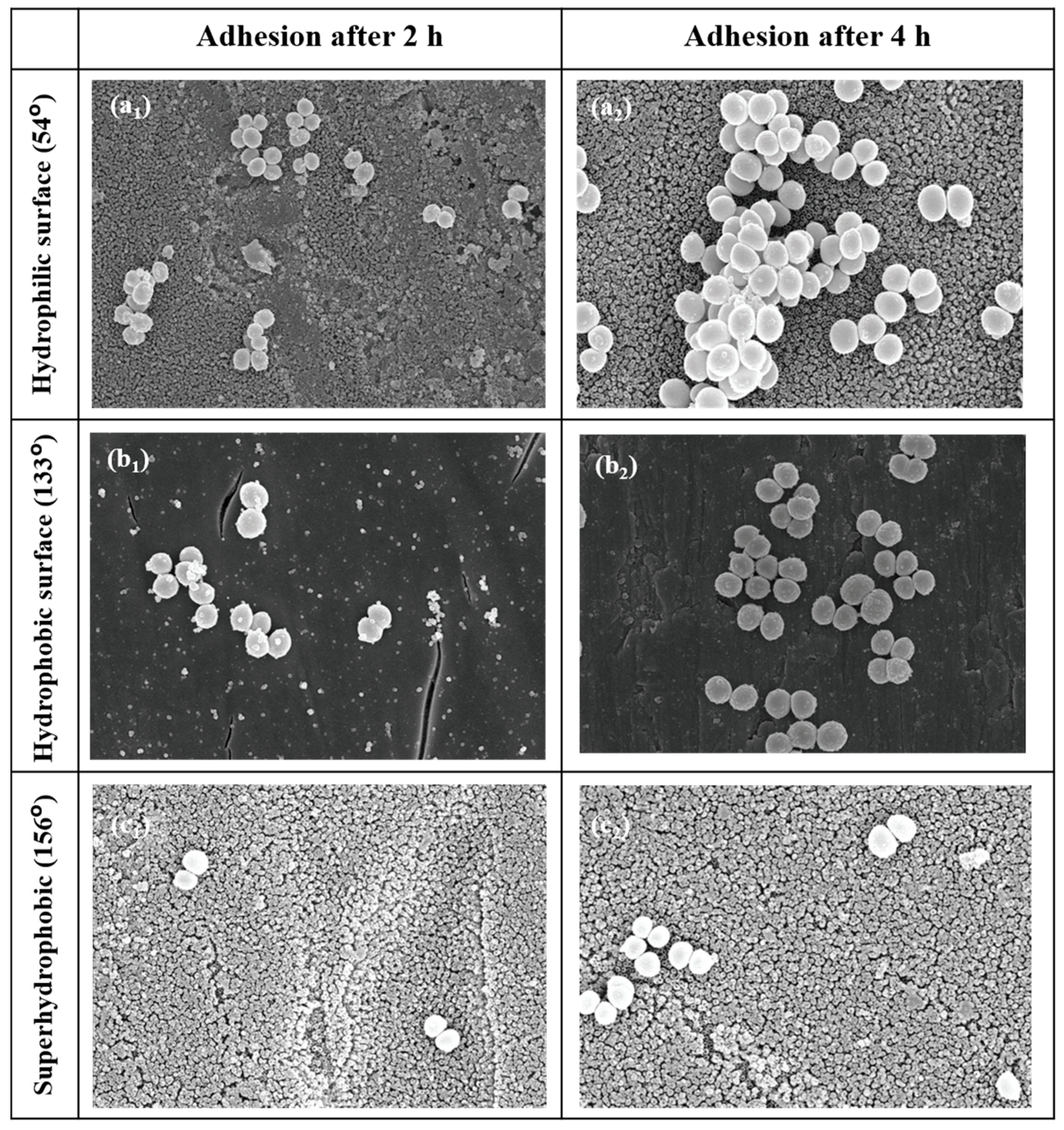 Coatings 13 00419 g005