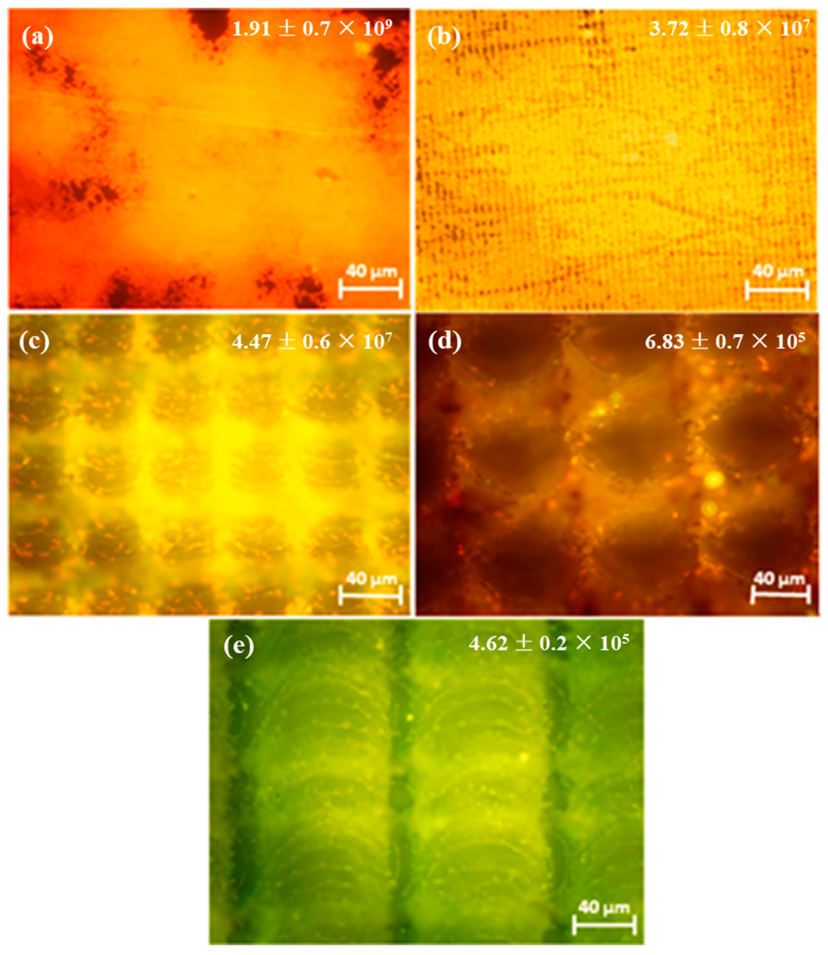 Coatings 13 00419 g007
