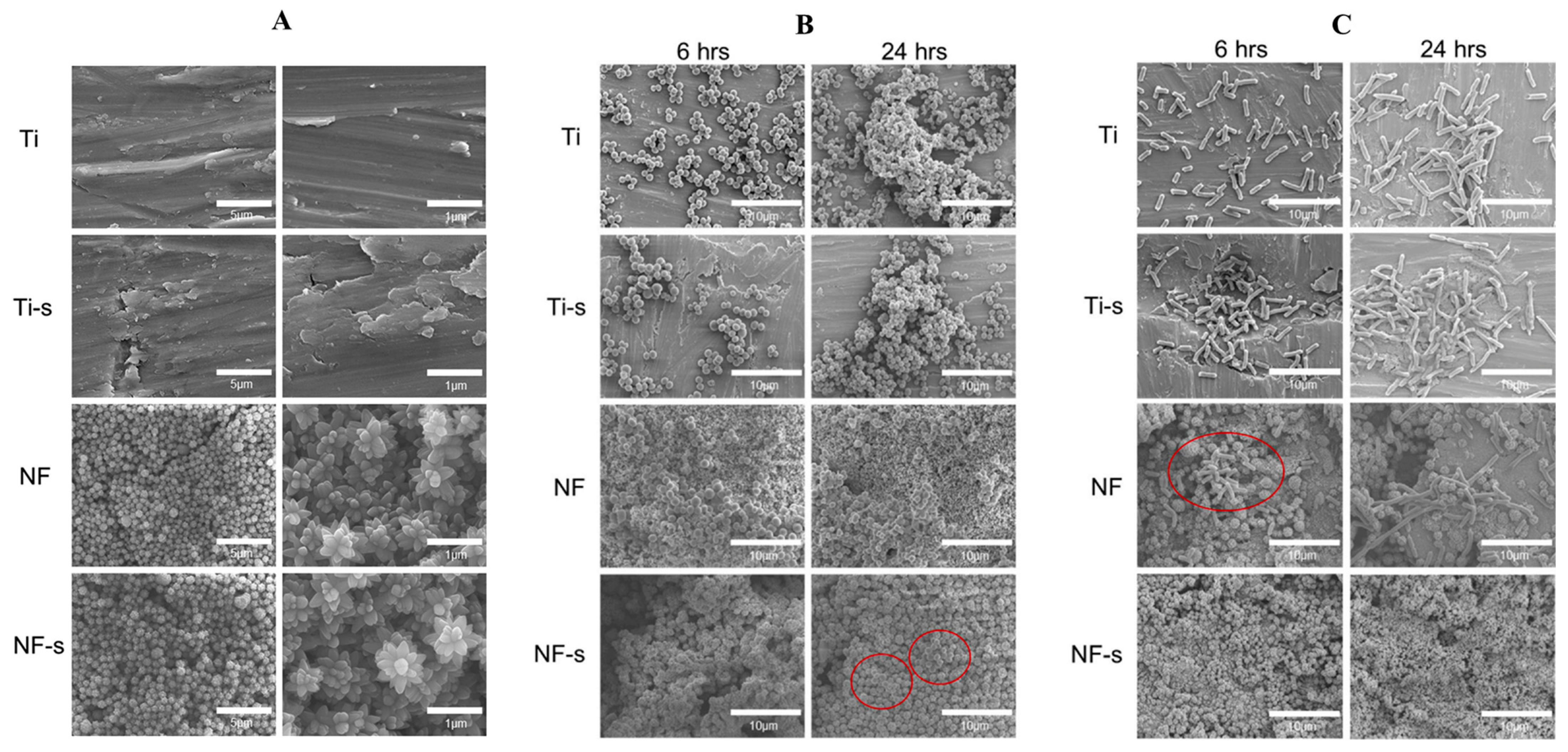 Coatings 13 00419 g015