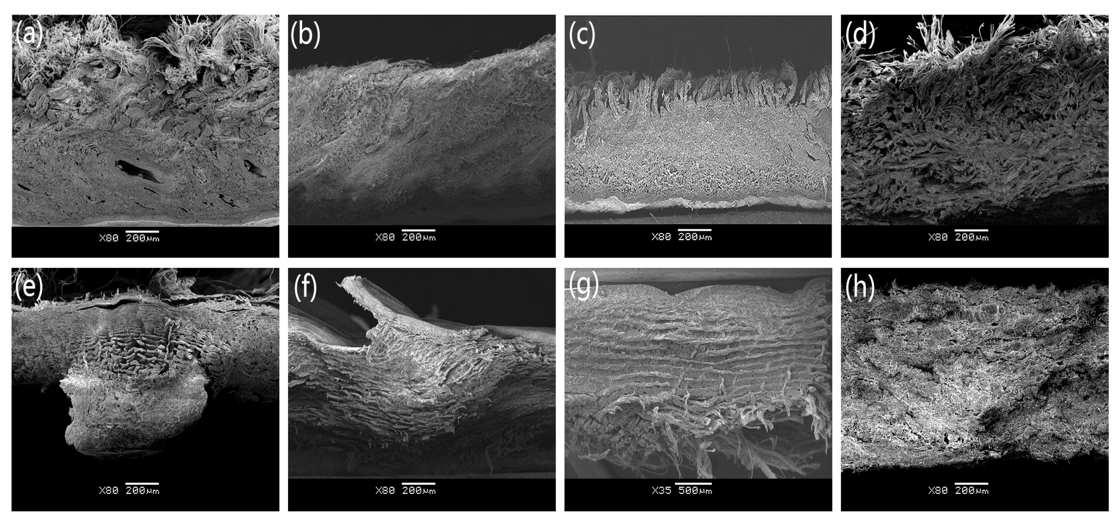 Coatings 13 00450 g005