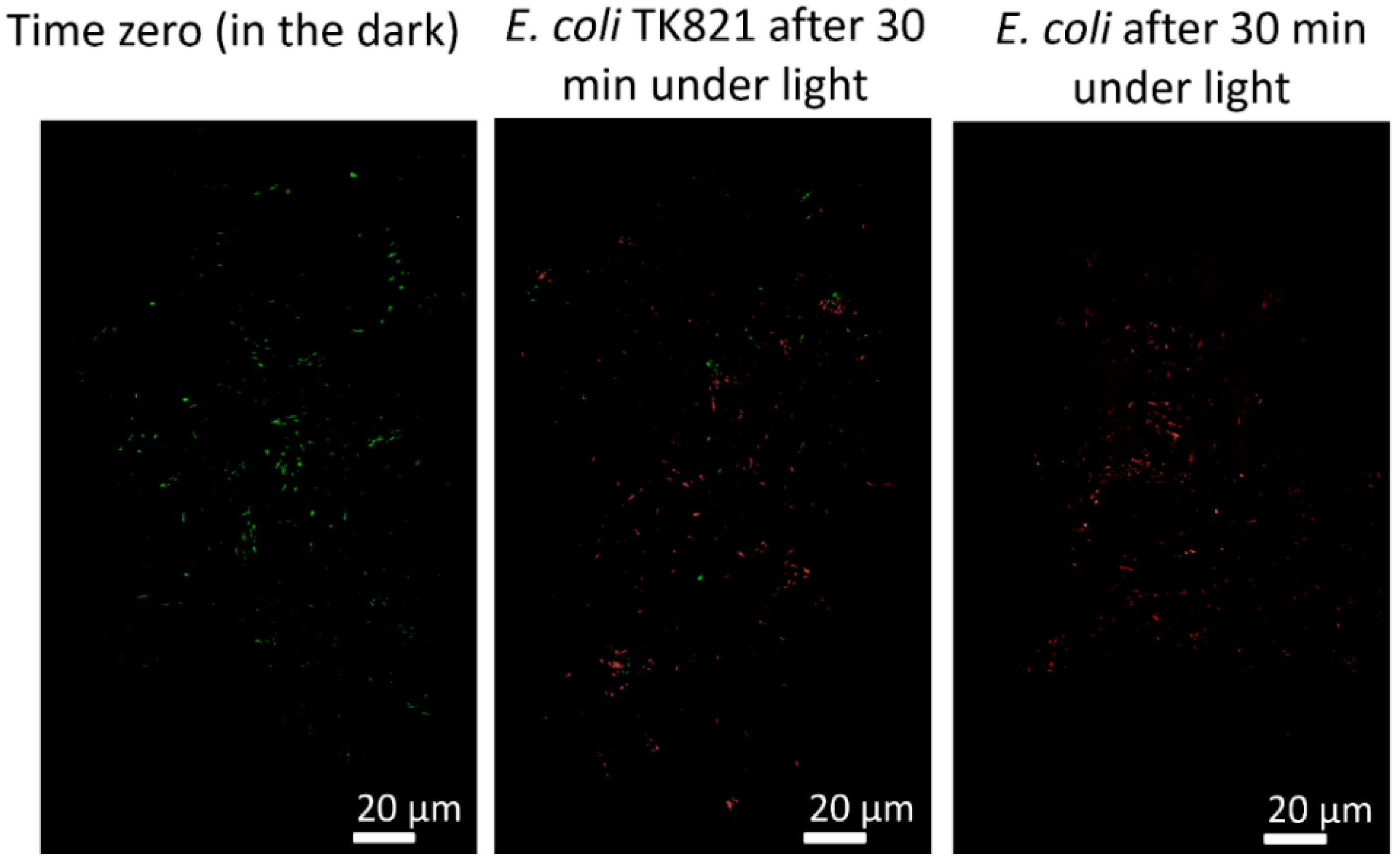 Coatings 13 00454 g007 Coatings 13 00454 g007