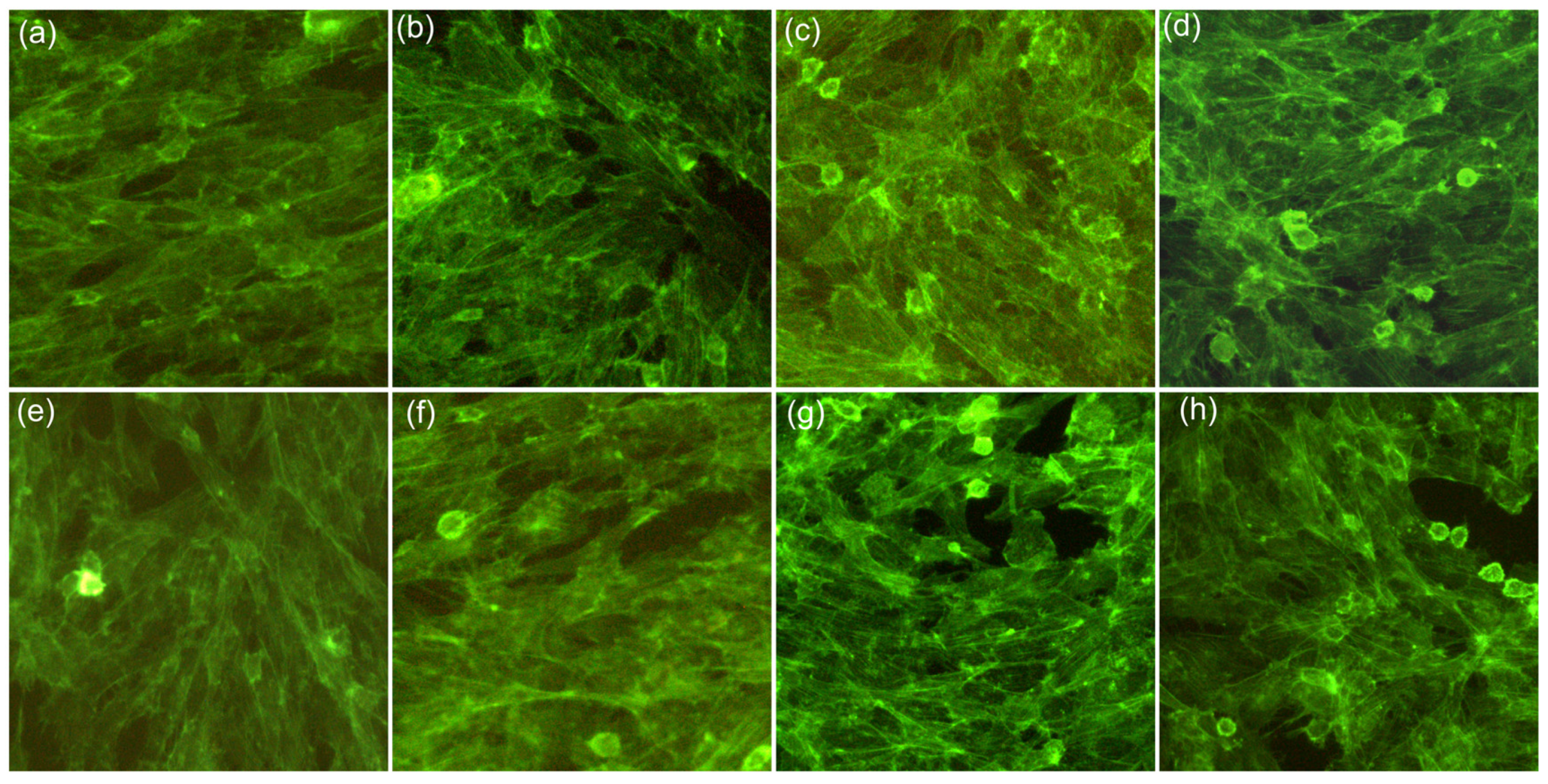 Coatings 13 00472 g008