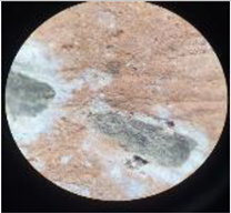 Coatings 13 00488 i018