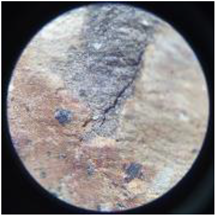 Coatings 13 00488 i021