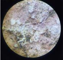 Coatings 13 00488 i027