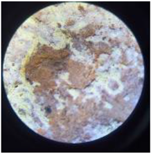 Coatings 13 00488 i030