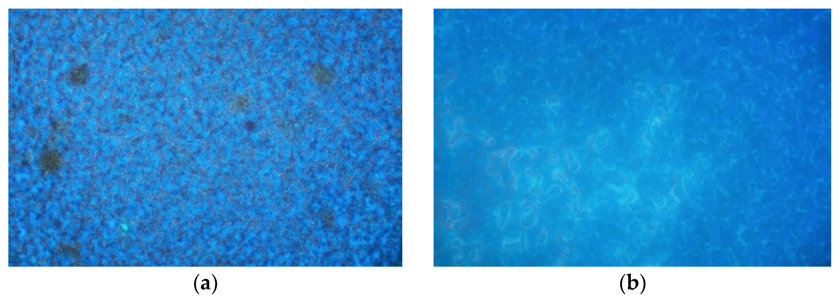 Coatings 13 00504 g010