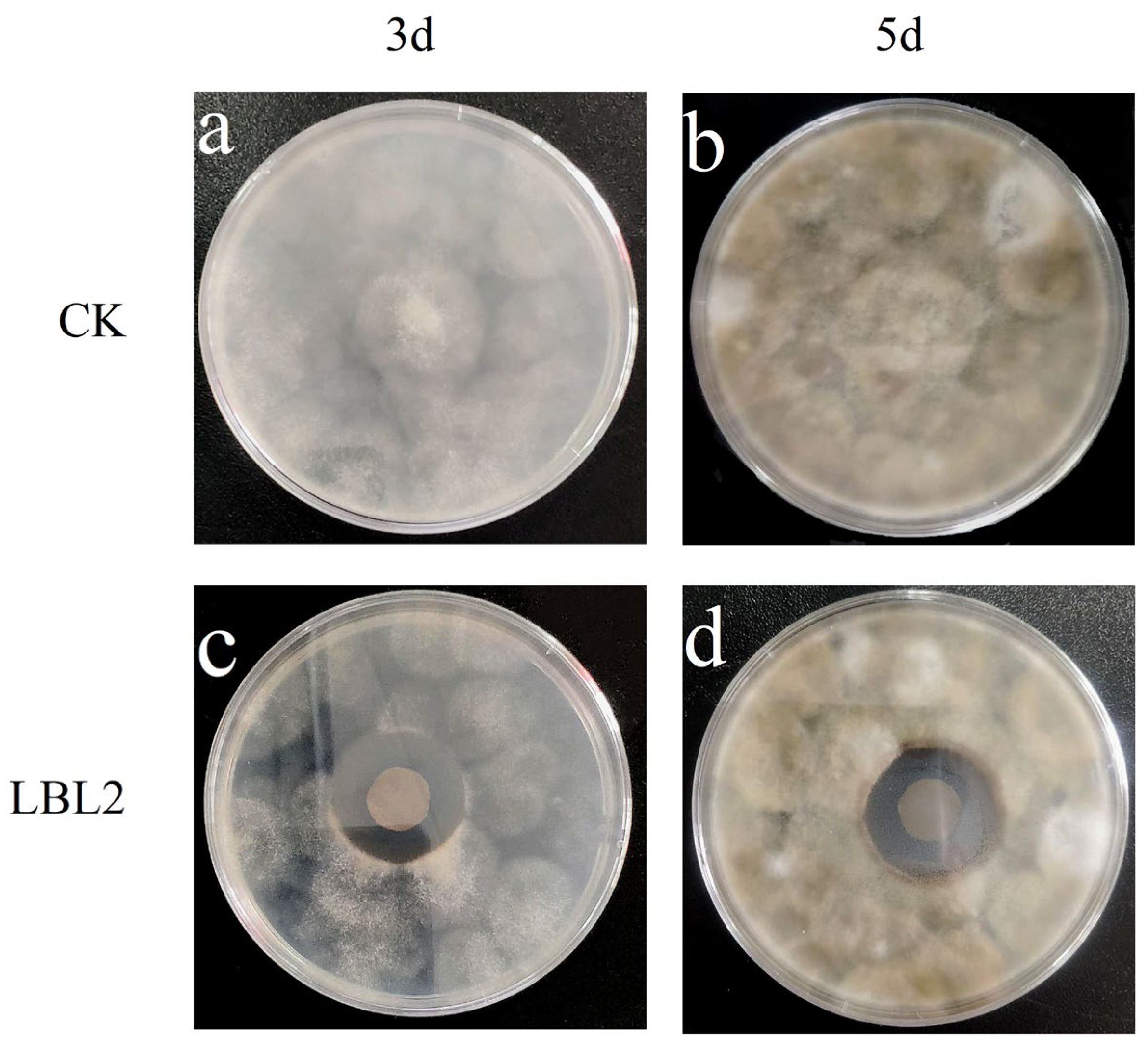 Coatings 13 00516 g012 Coatings 13 00516 g012