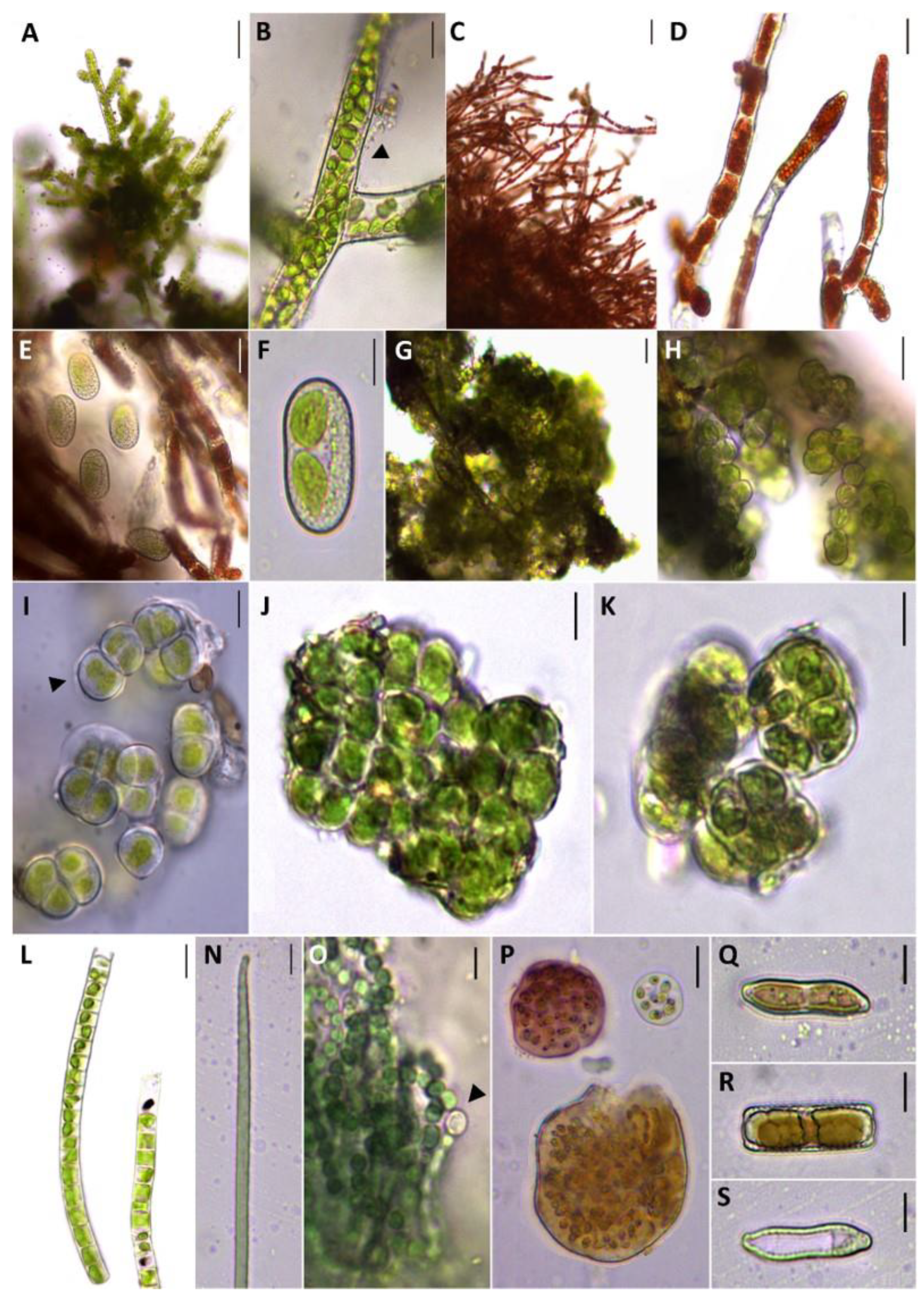 Coatings 13 00520 g004