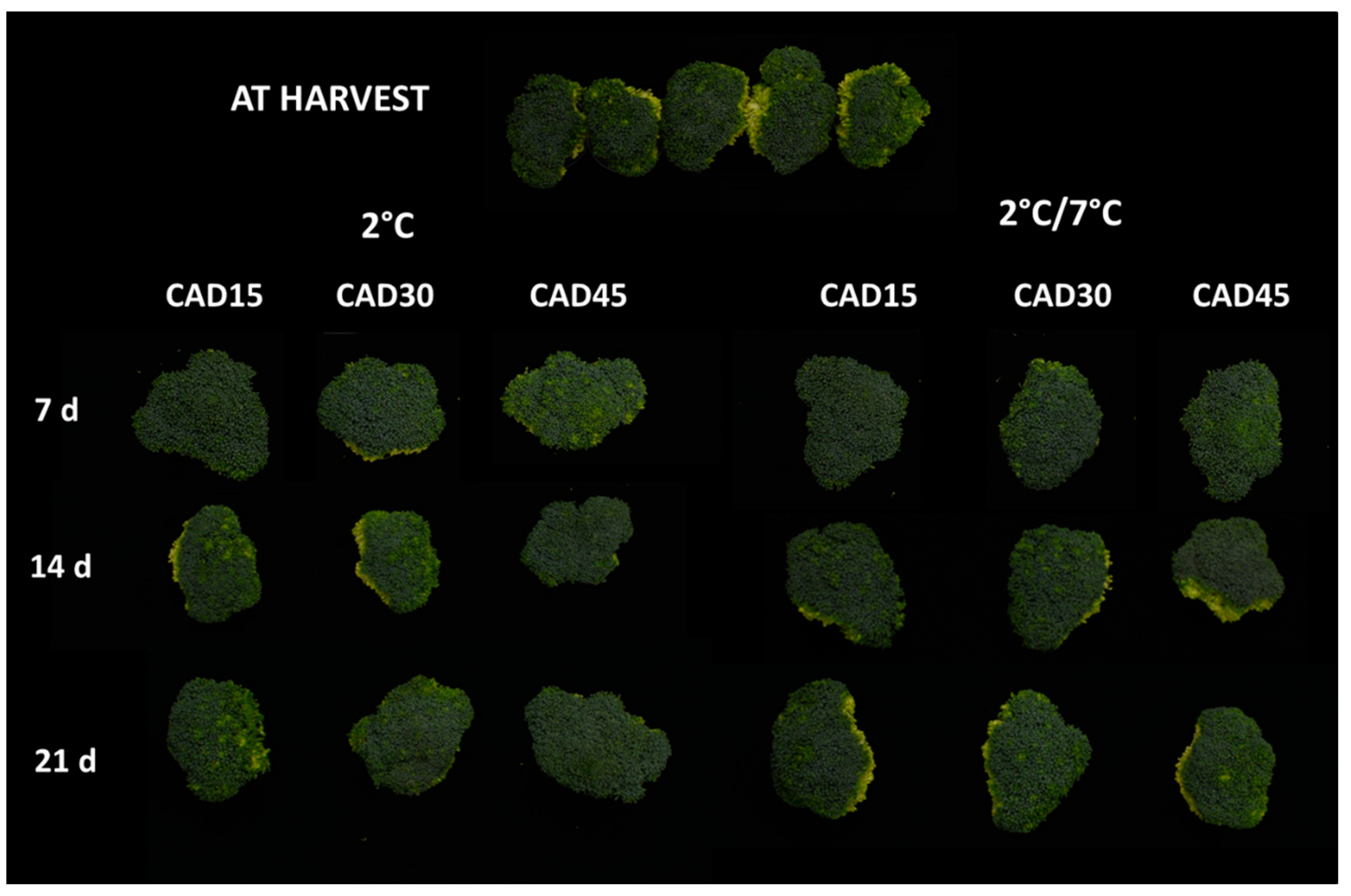 Coatings 13 00568 g003