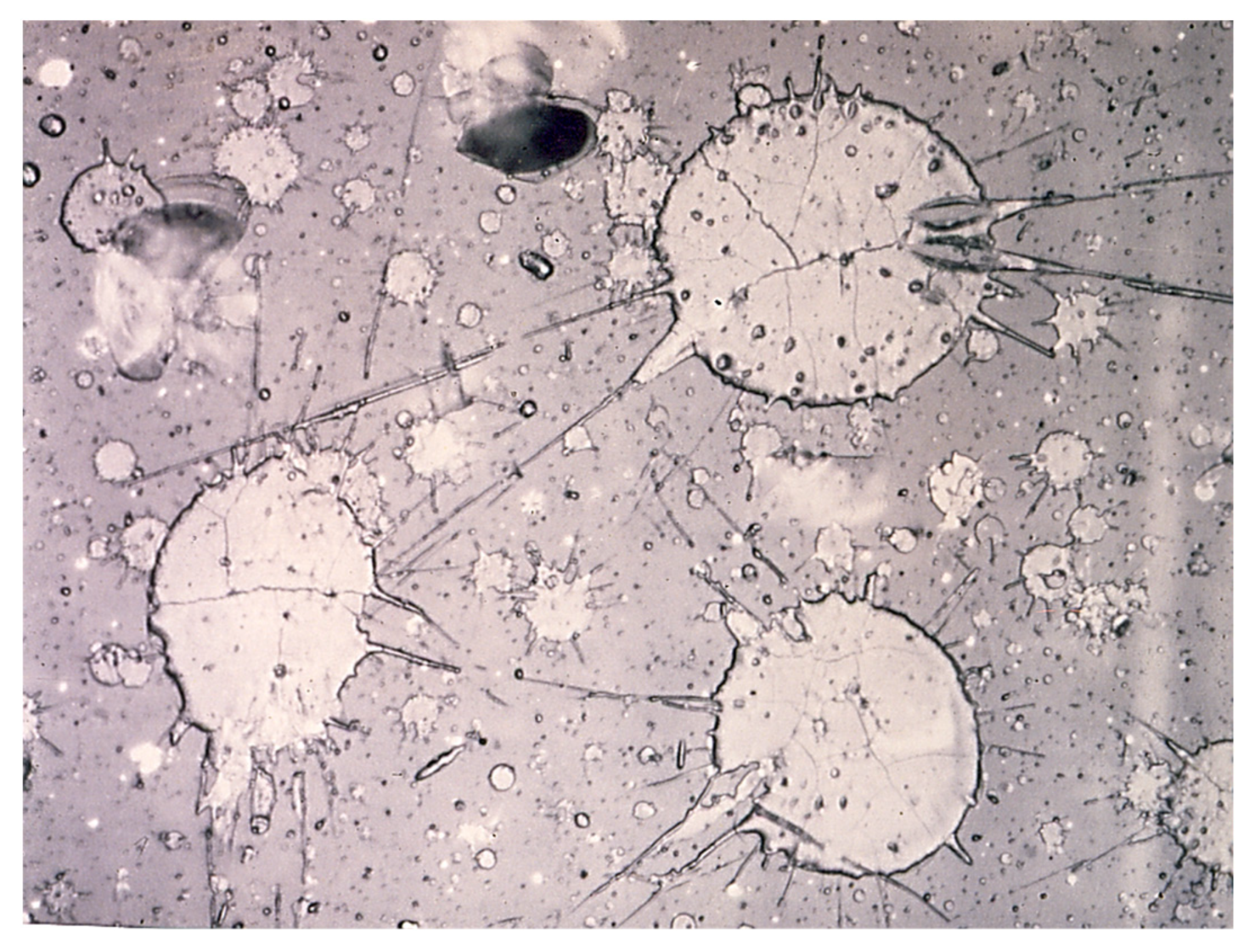 Coatings 13 00622 g003