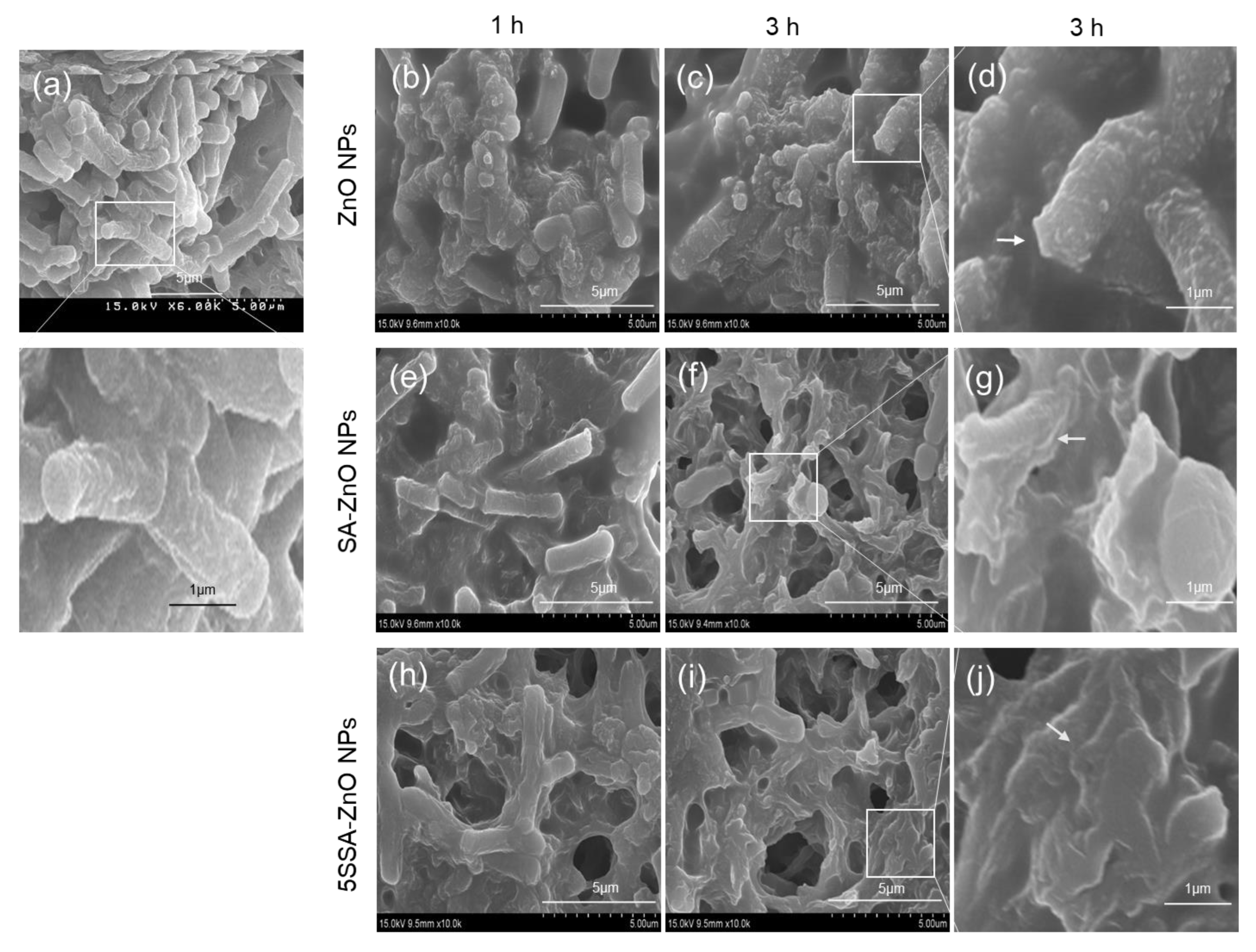 Coatings 13 00941 g007