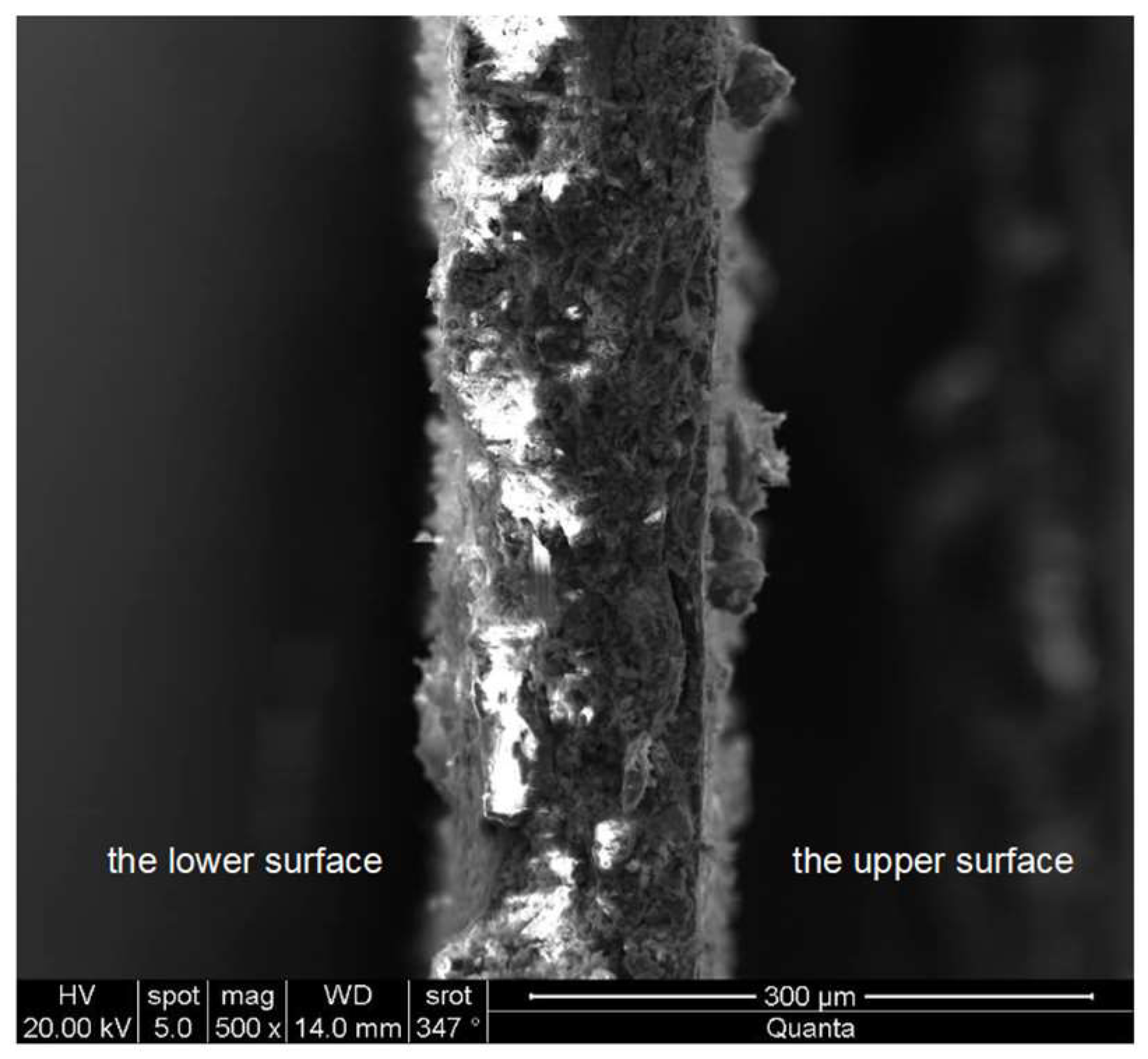 Coatings 13 00952 g005
