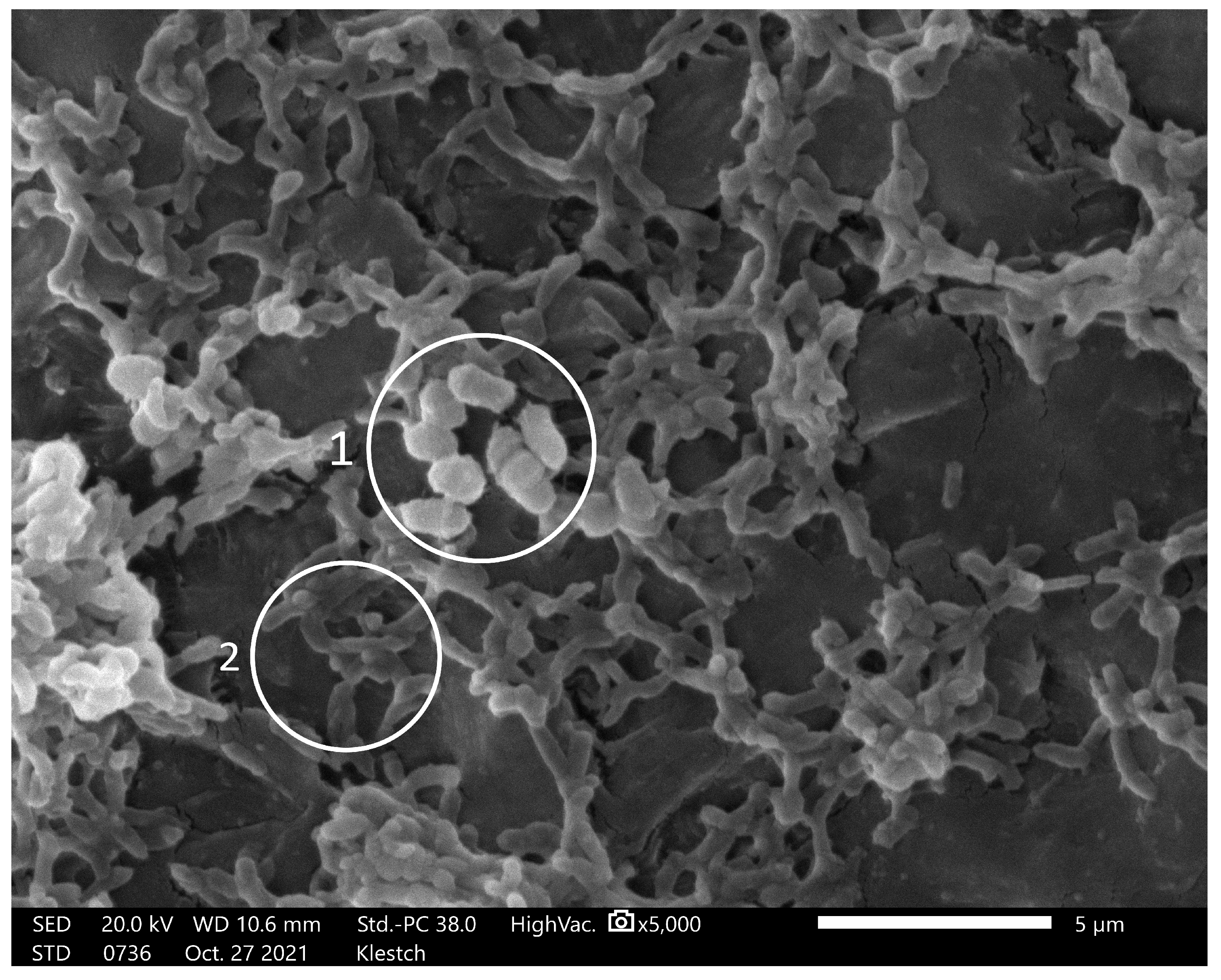 Coatings 13 00987 g013