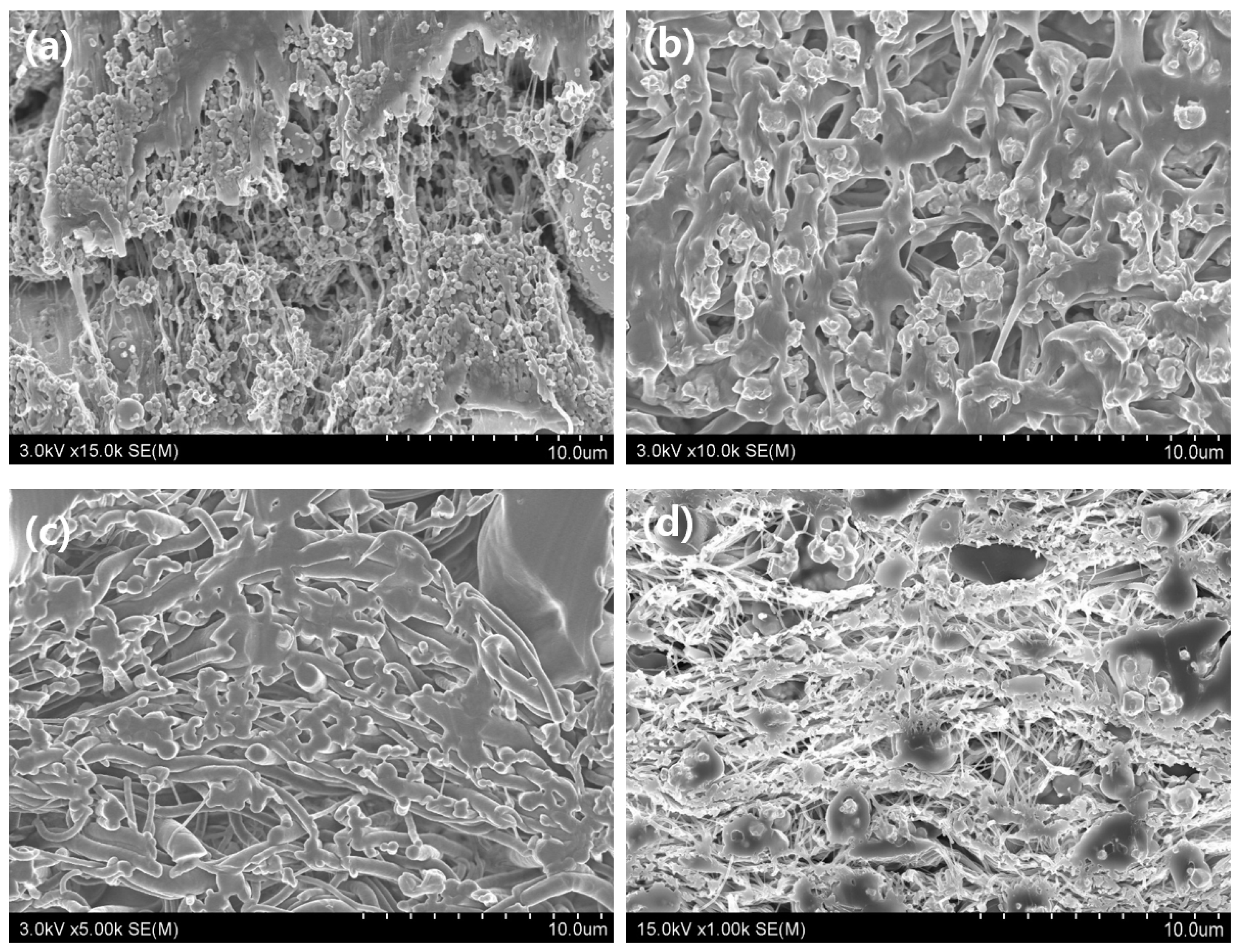 Coatings 13 01028 g004