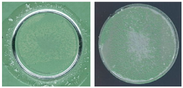 Coatings 13 01054 i025