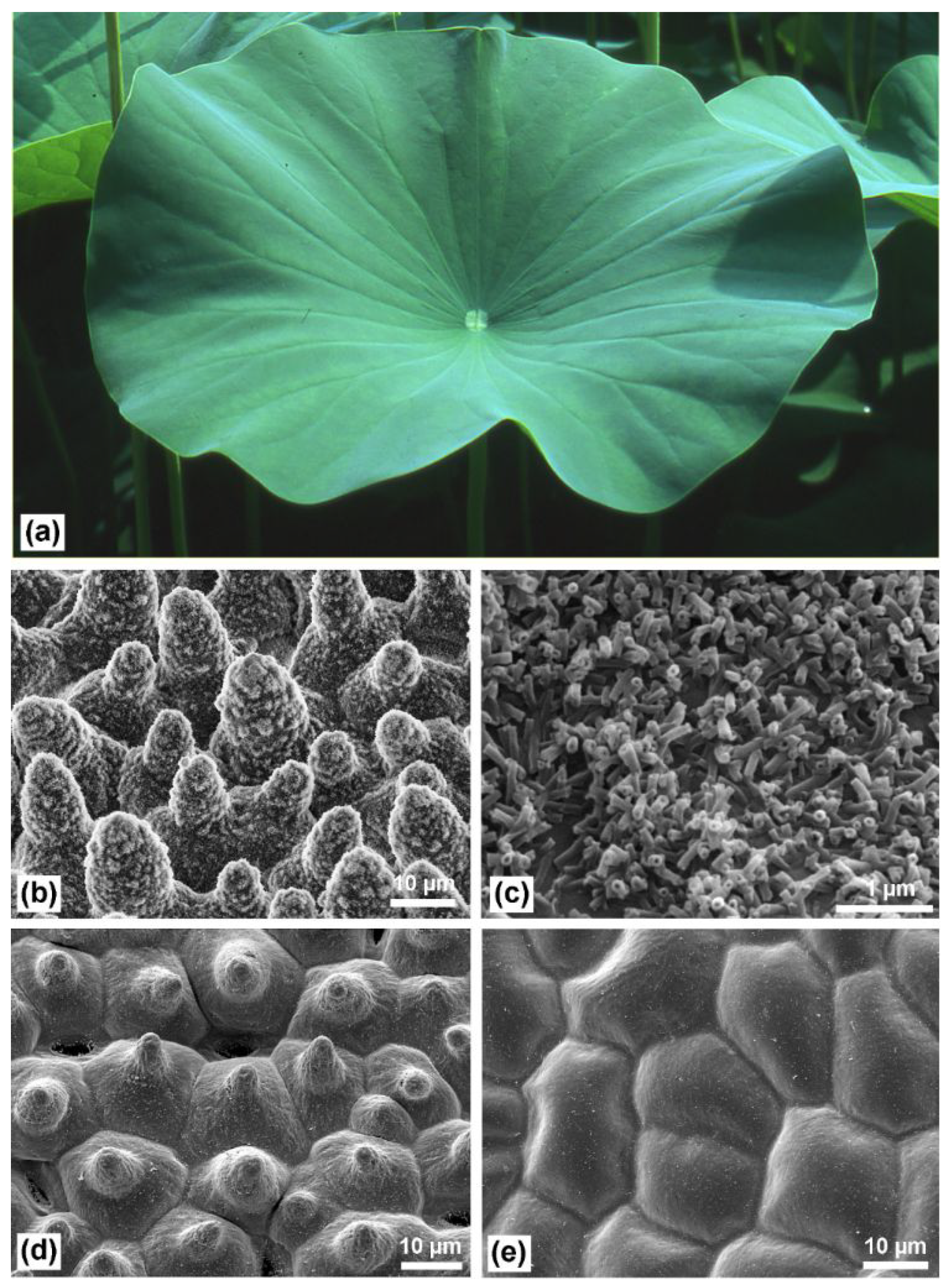Coatings 13 01095 g001