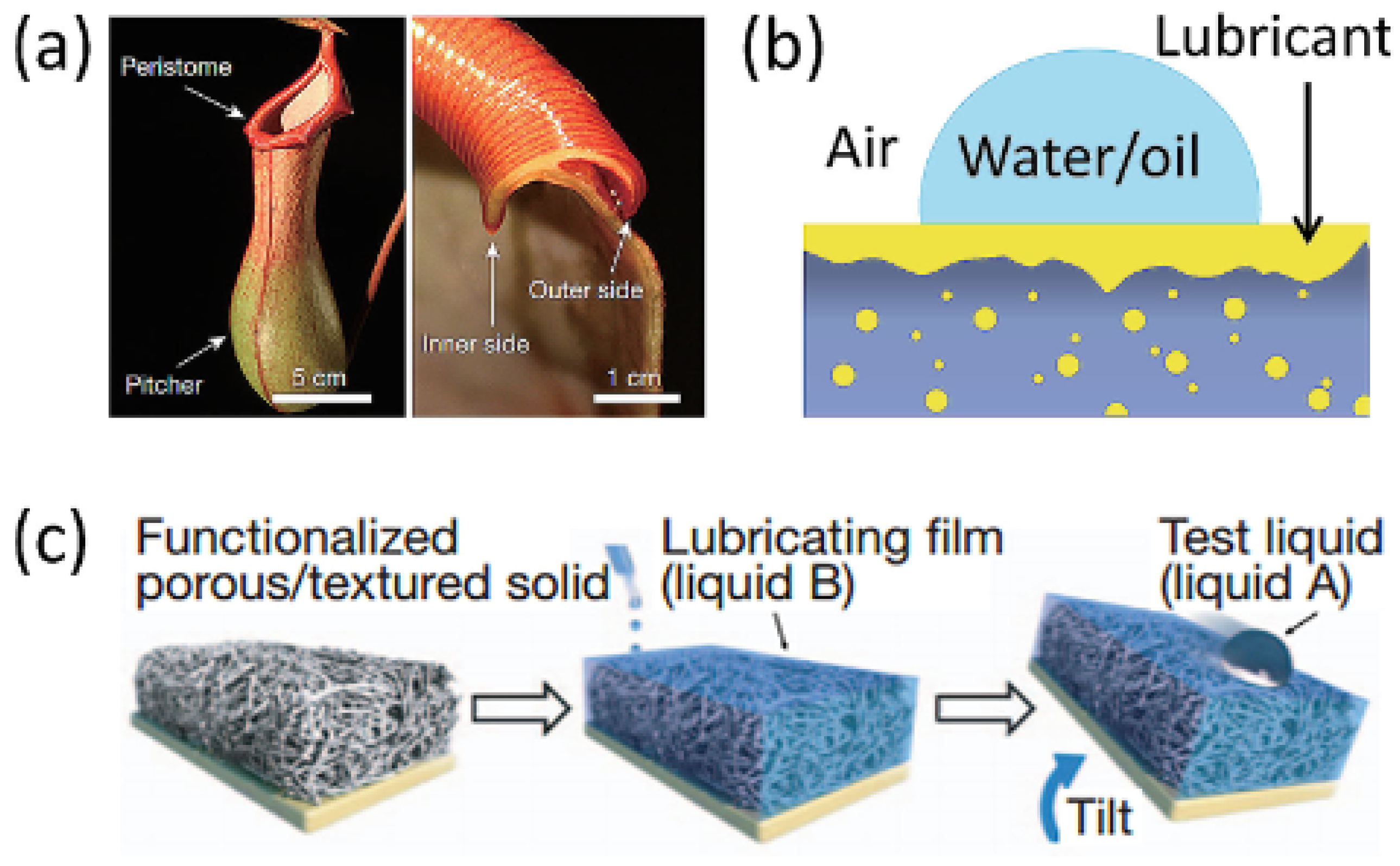 Coatings 13 01095 g002
