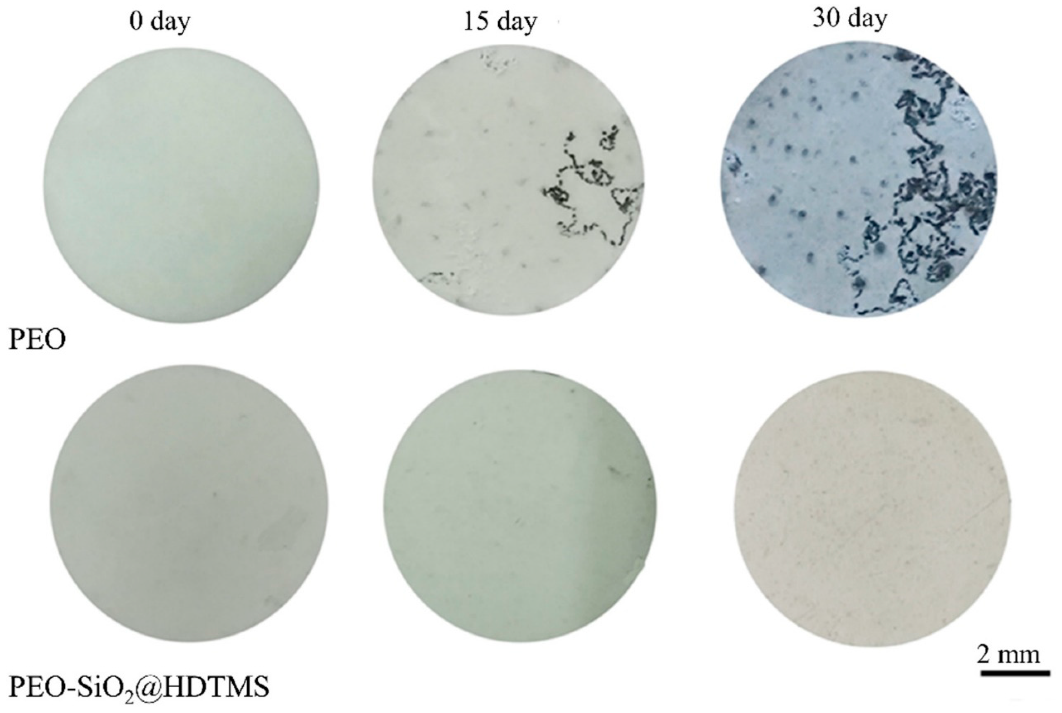Coatings 13 01189 g010