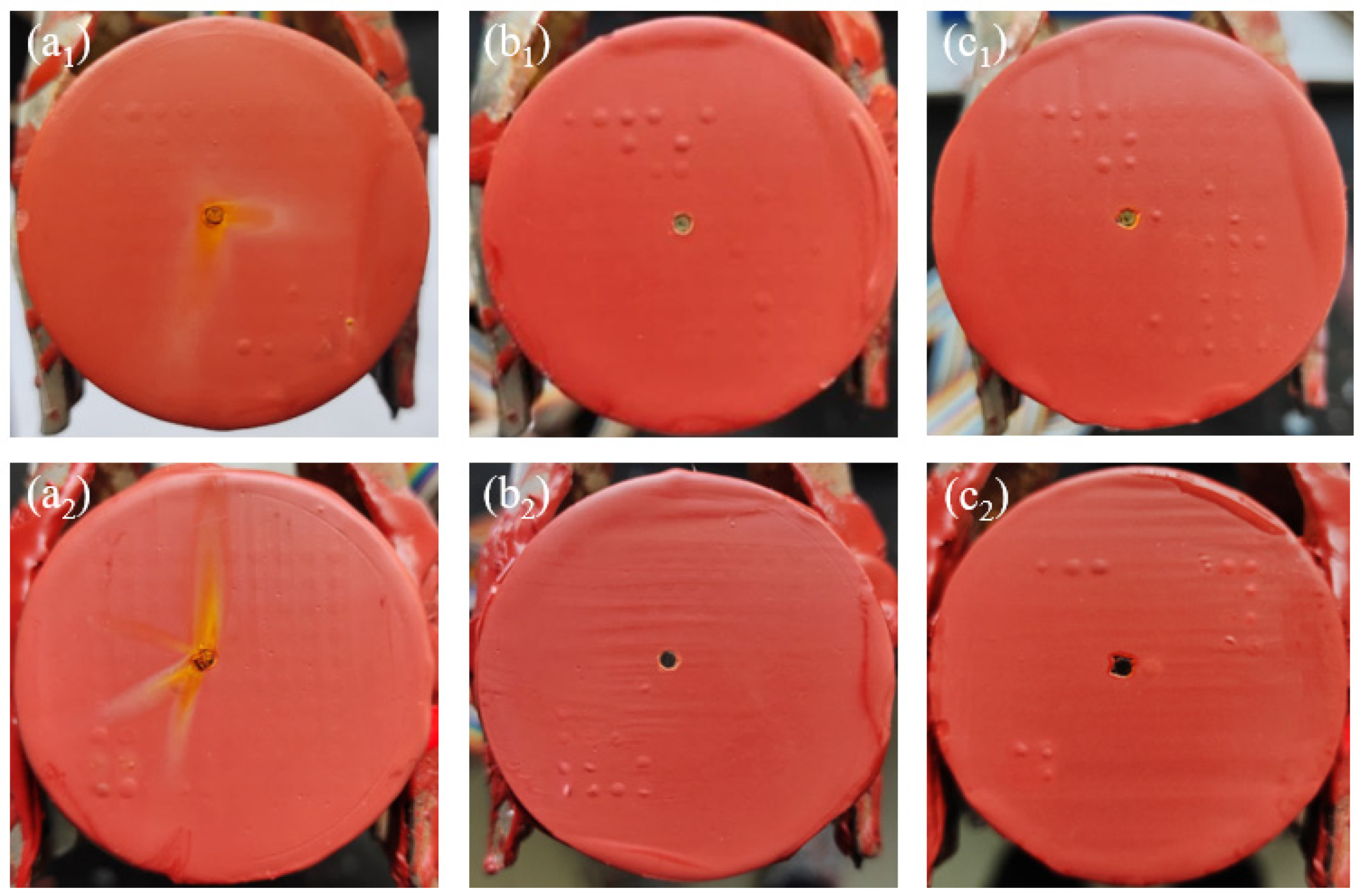 Coatings 13 01296 g008