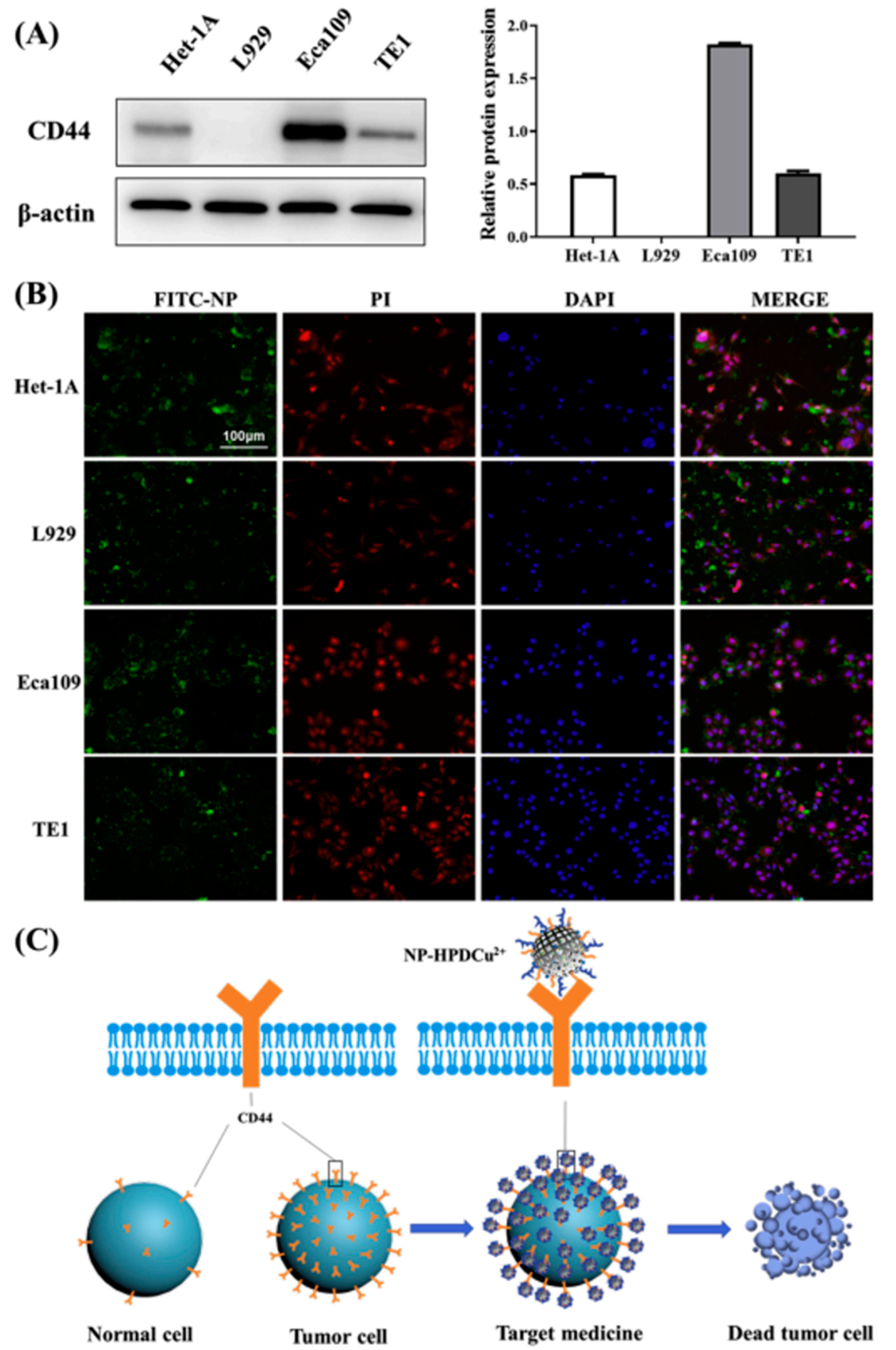 Coatings 13 01345 g005