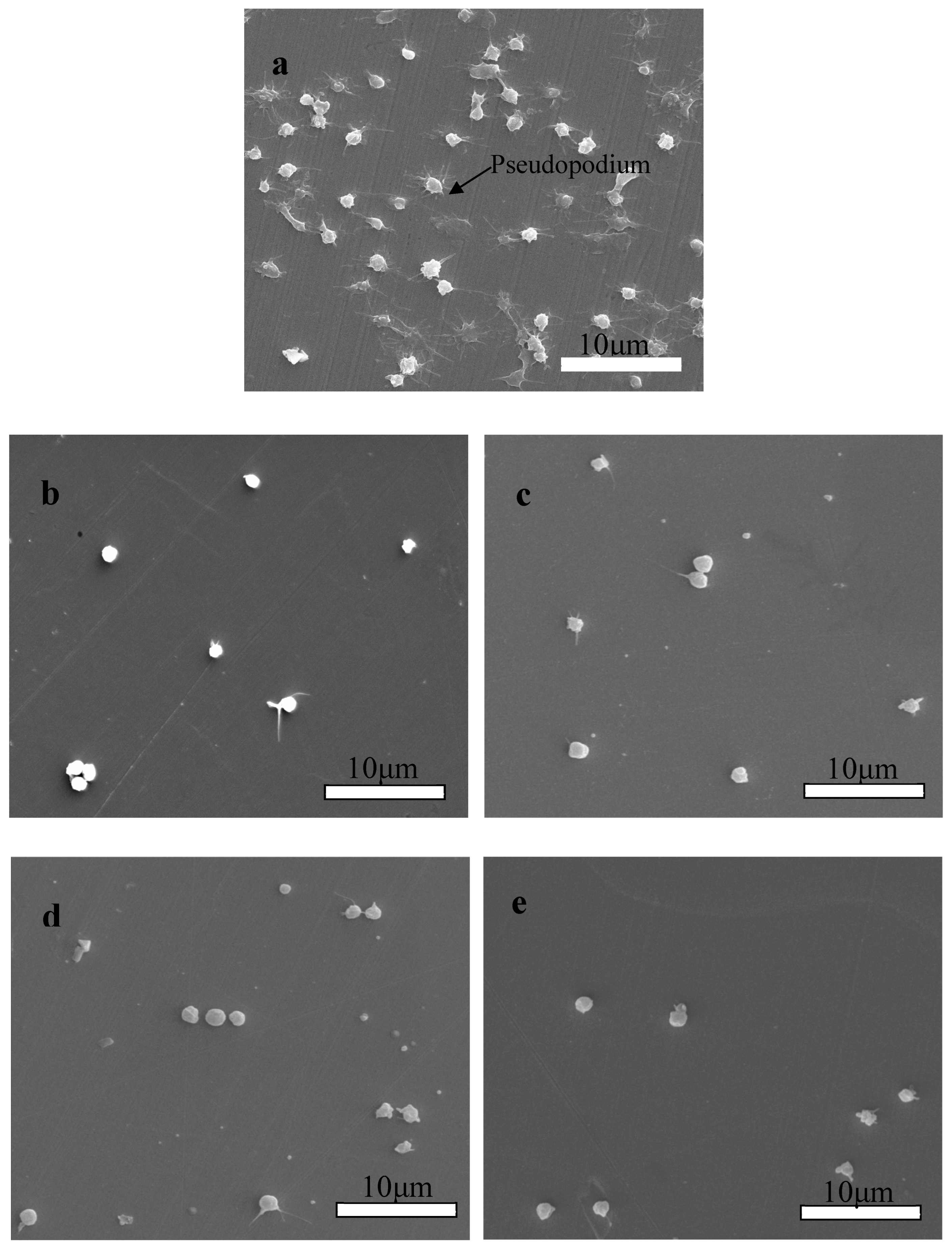 Coatings 13 01408 g011