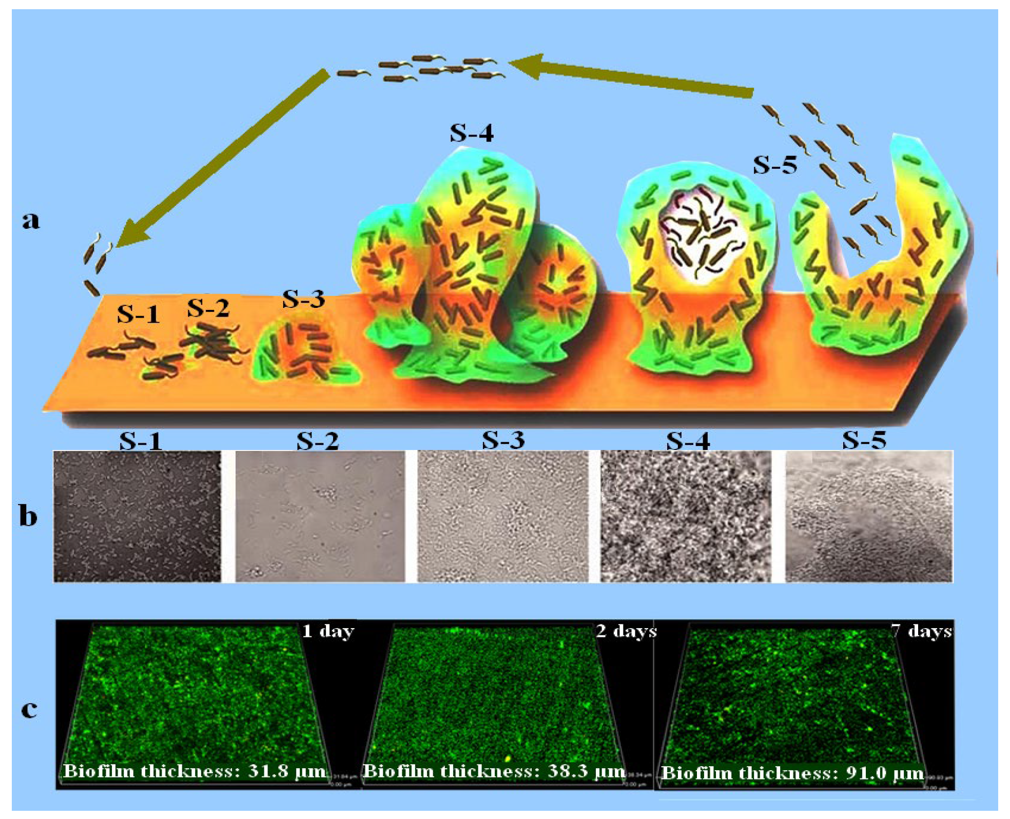 Coatings 13 01683 g001