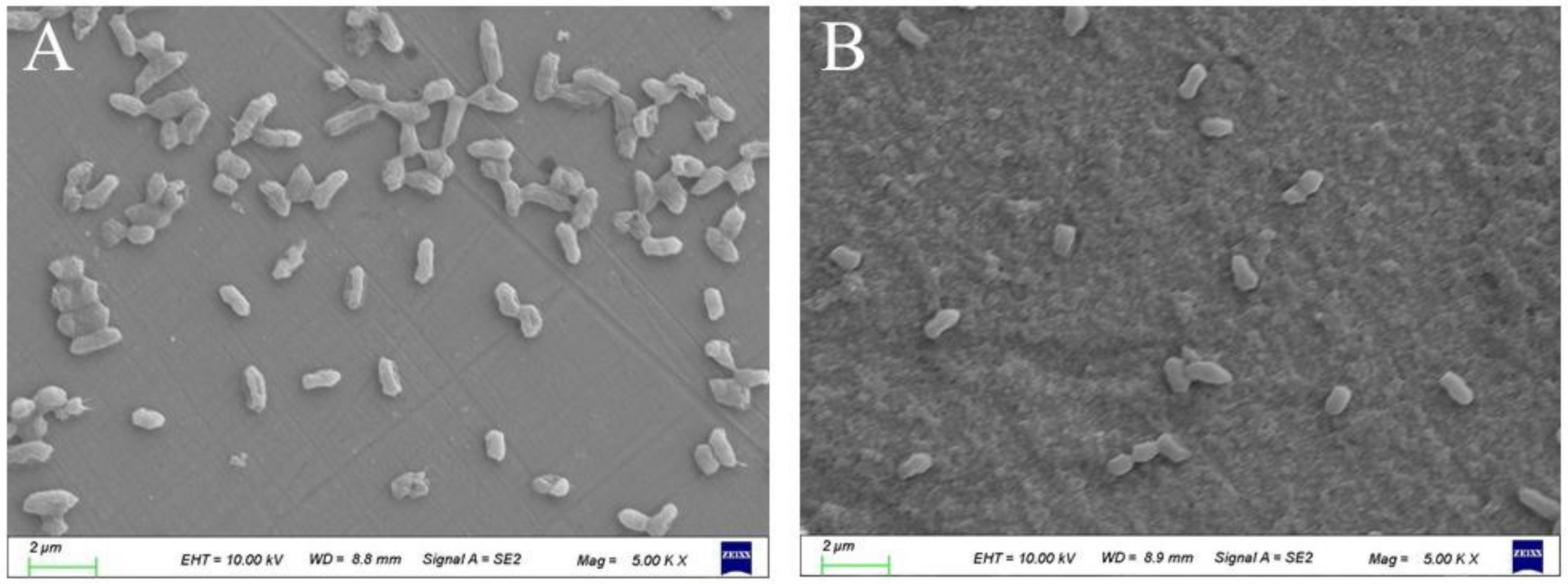 Coatings 13 01845 g007