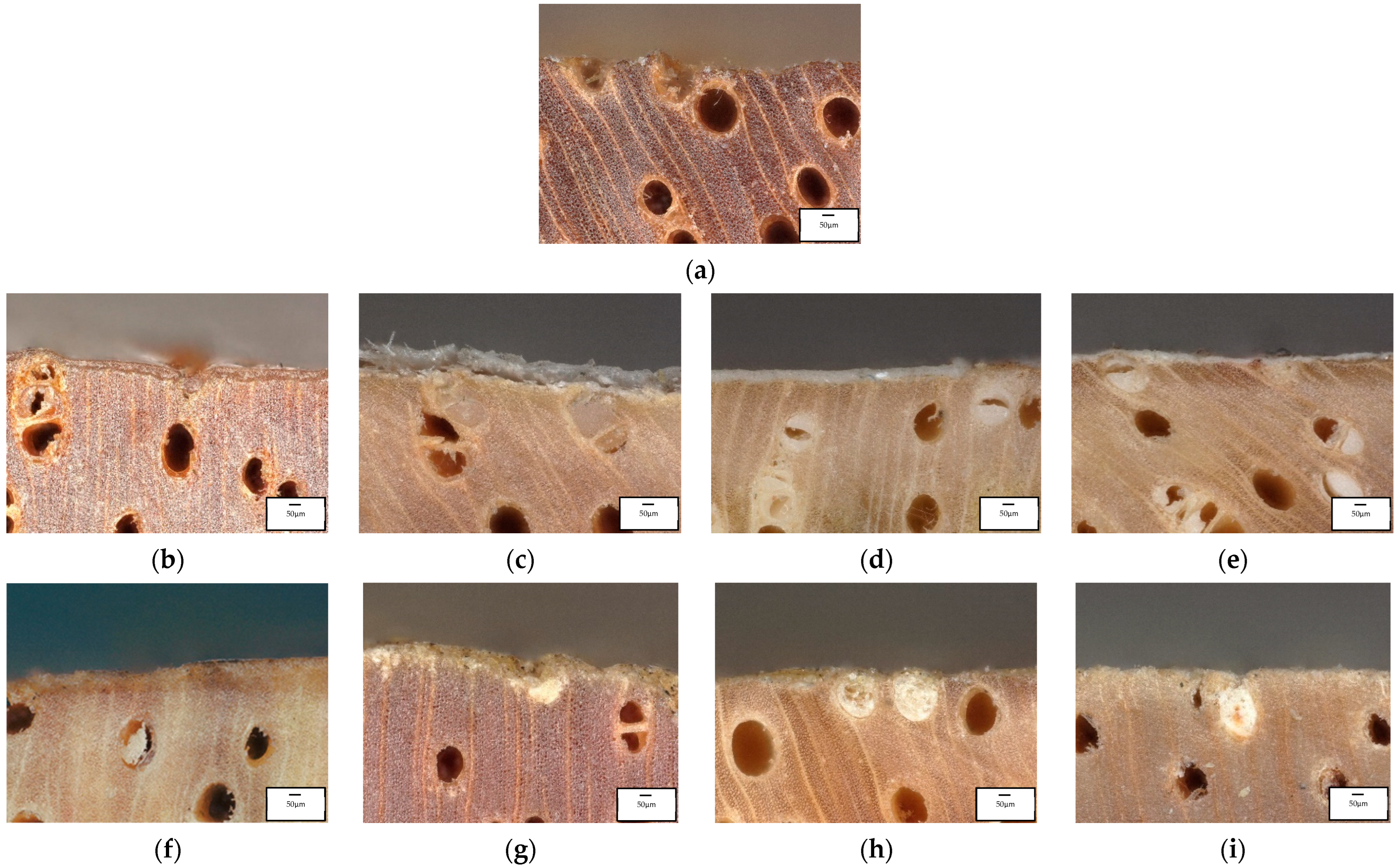 Coatings 13 01924 g012