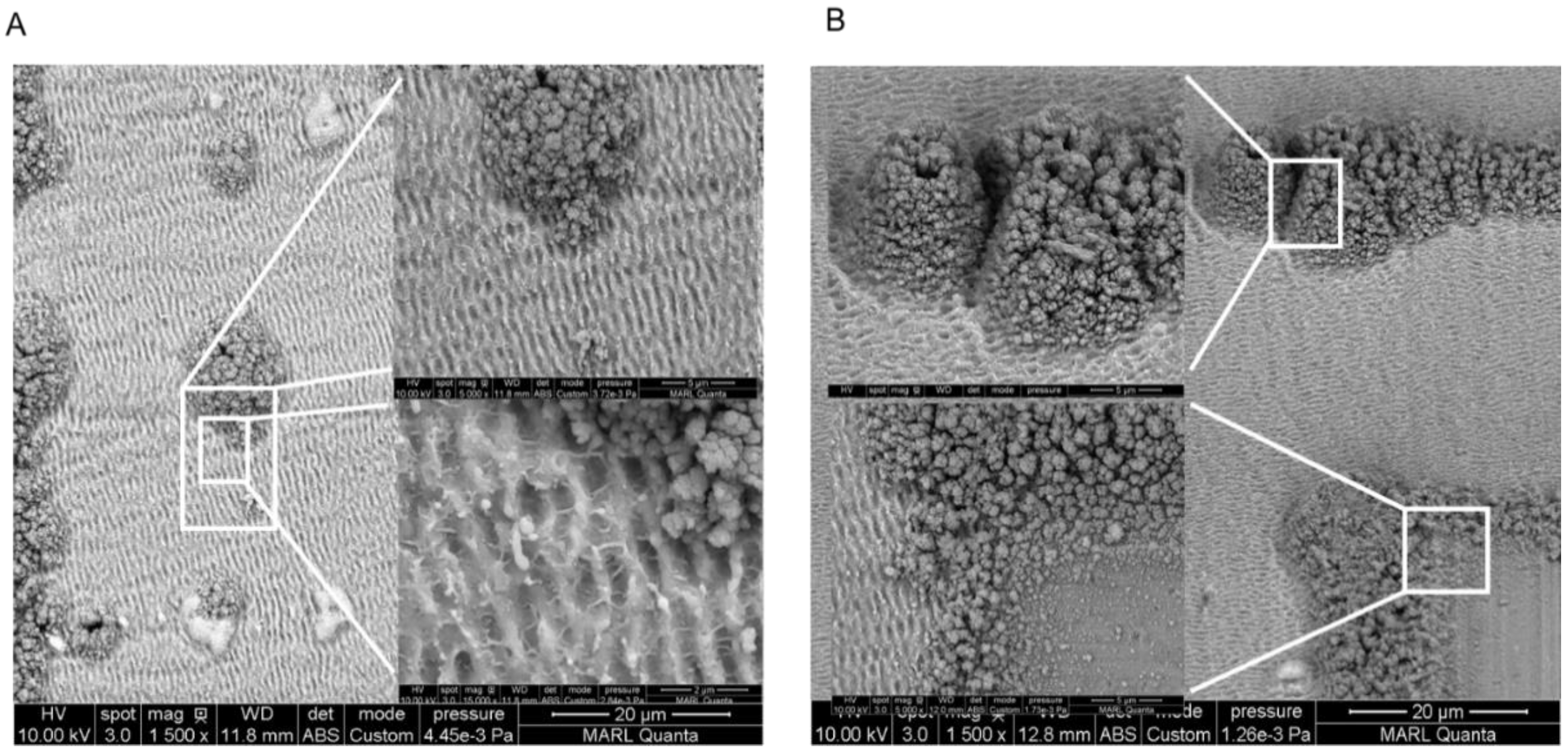 Coatings 13 01939 g006