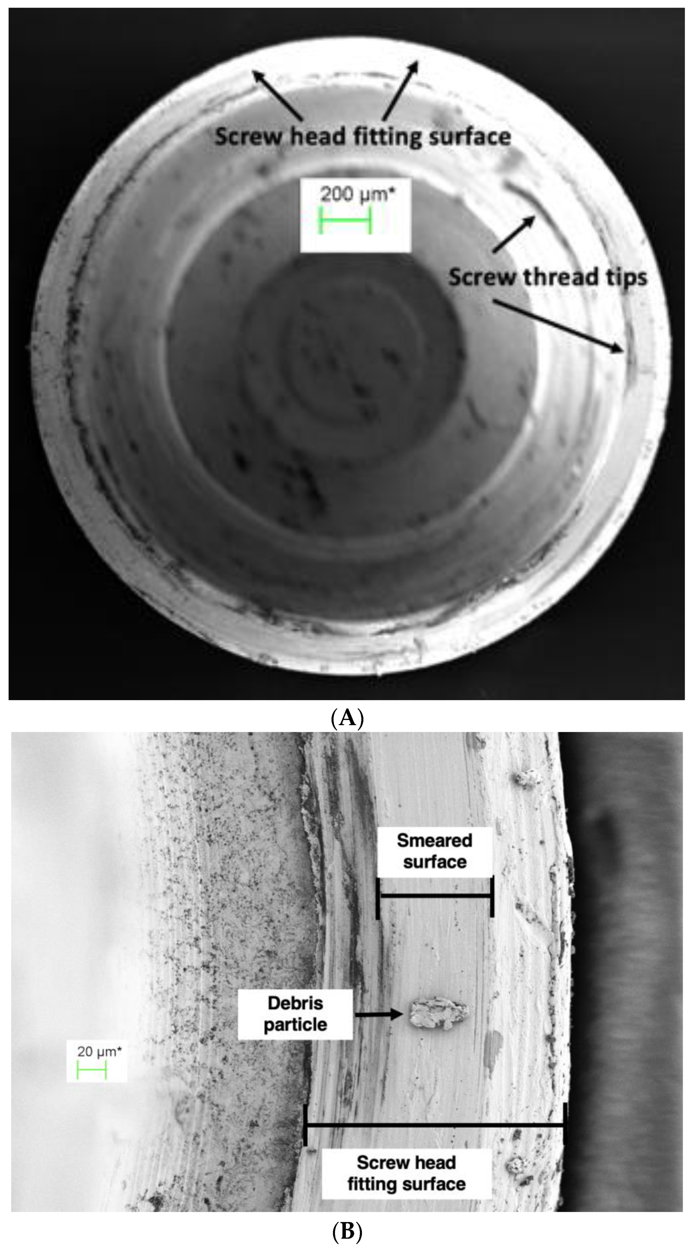 Coatings 13 01976 g008