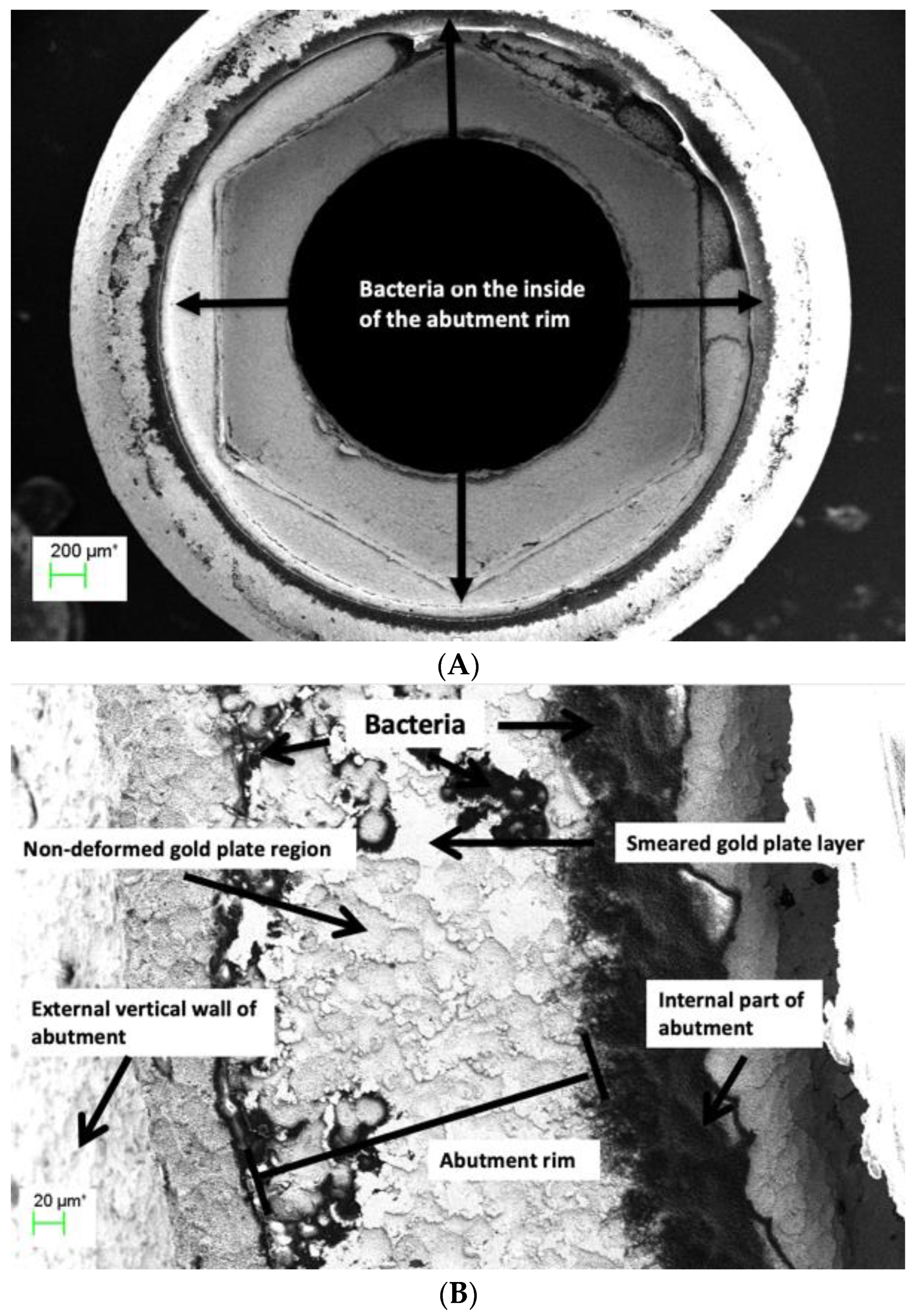 Coatings 13 01976 g010