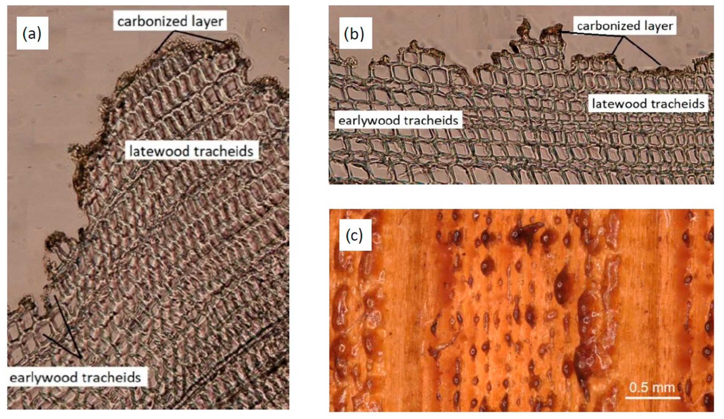 Coatings 13 02006 g008