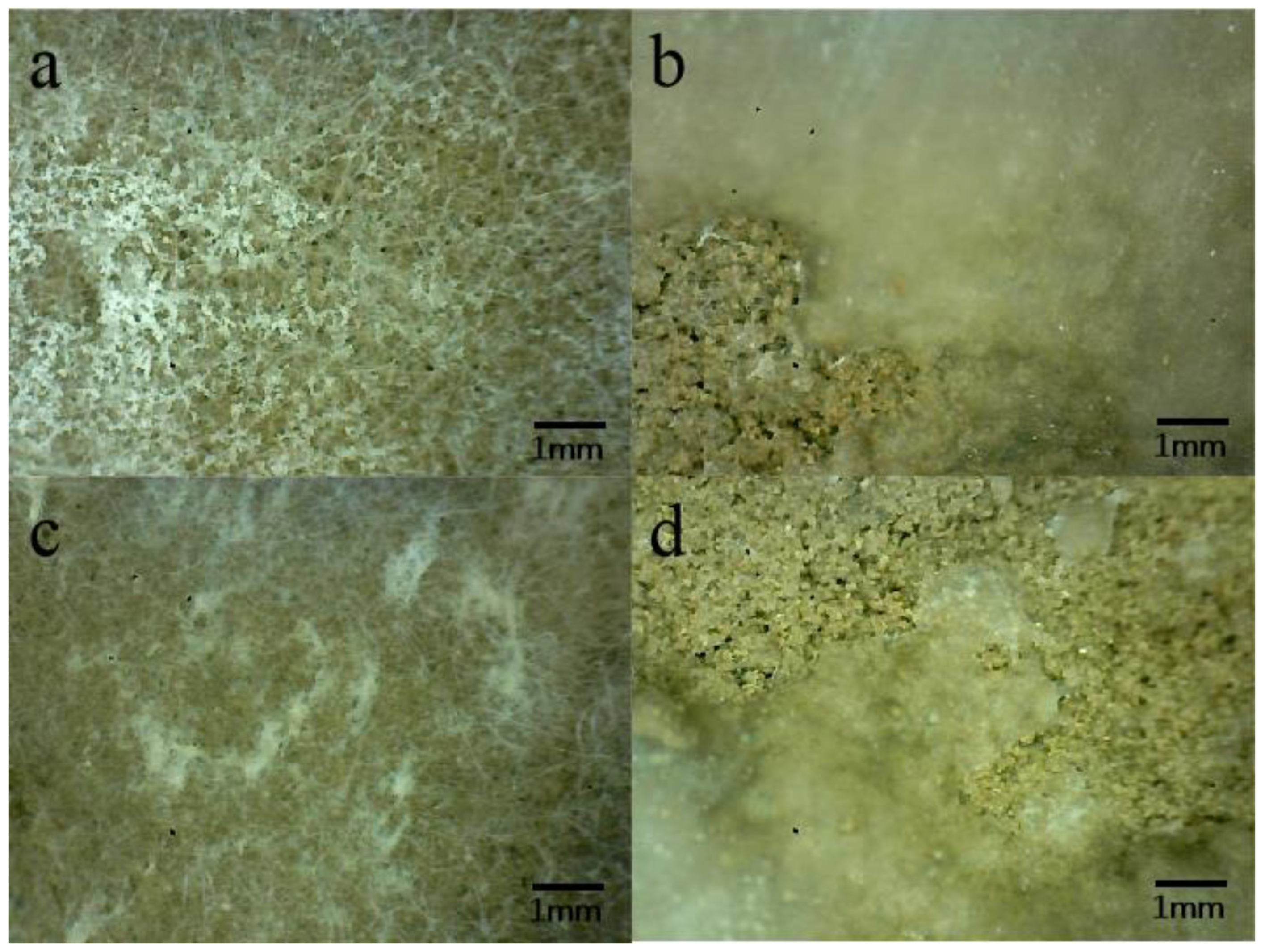 Coatings 13 02047 g007