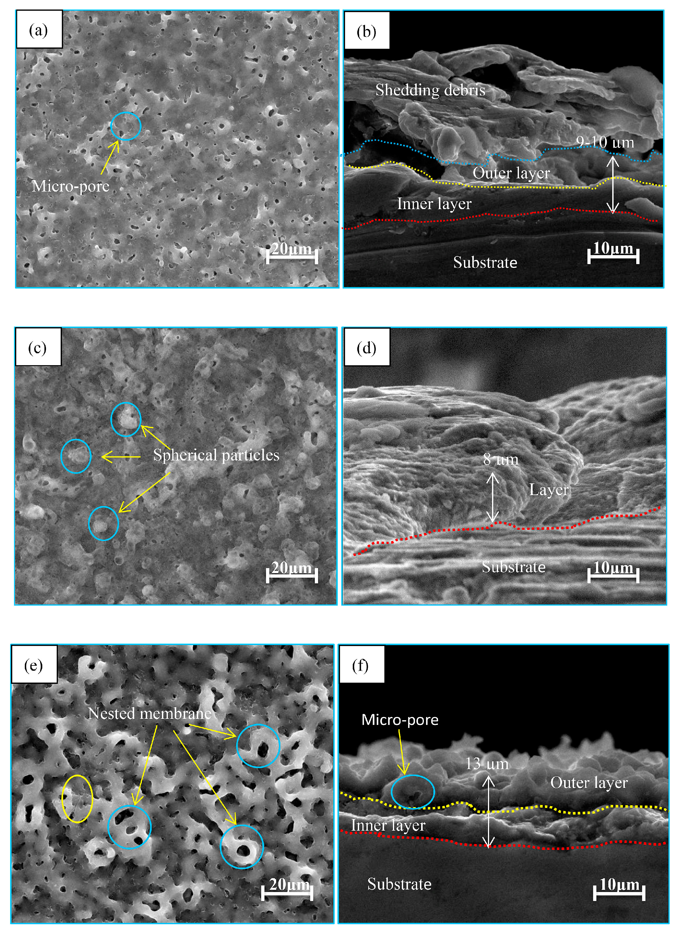Coatings 13 02064 g004