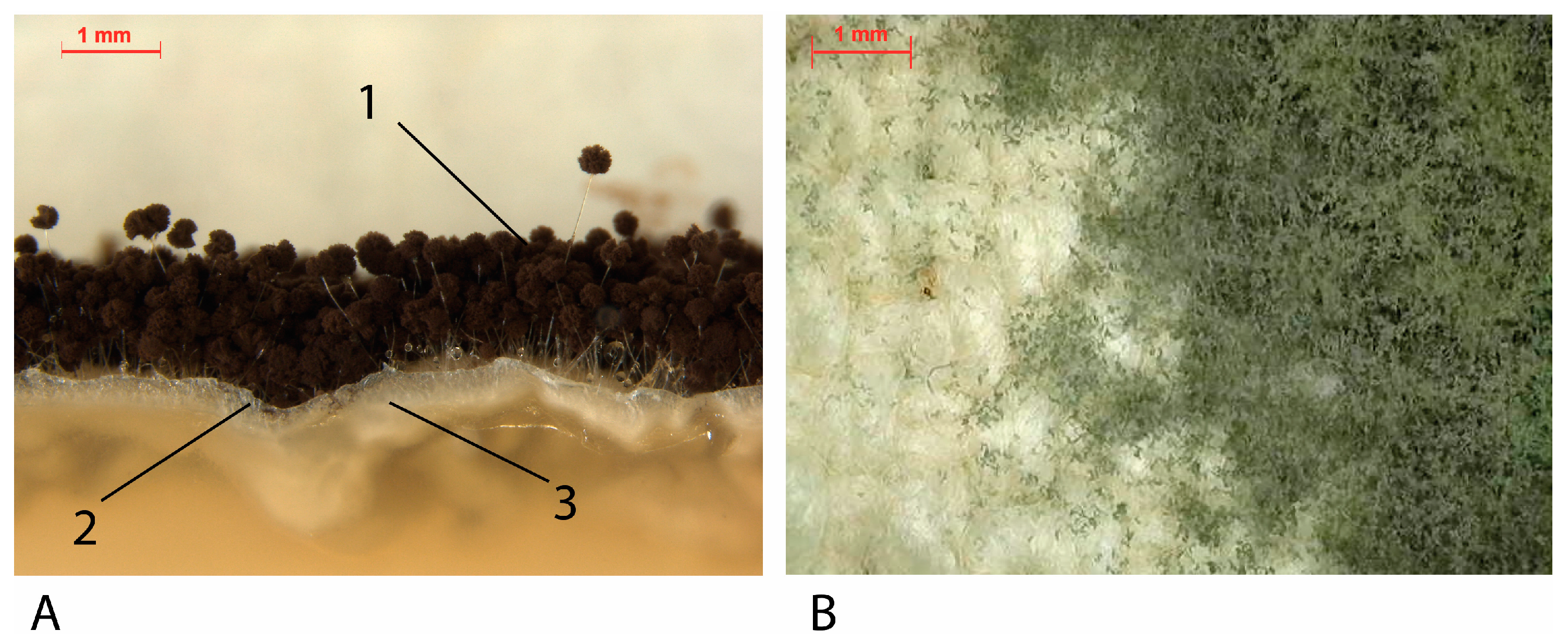 Coatings 14 00124 g004 Coatings 14 00124 g004
