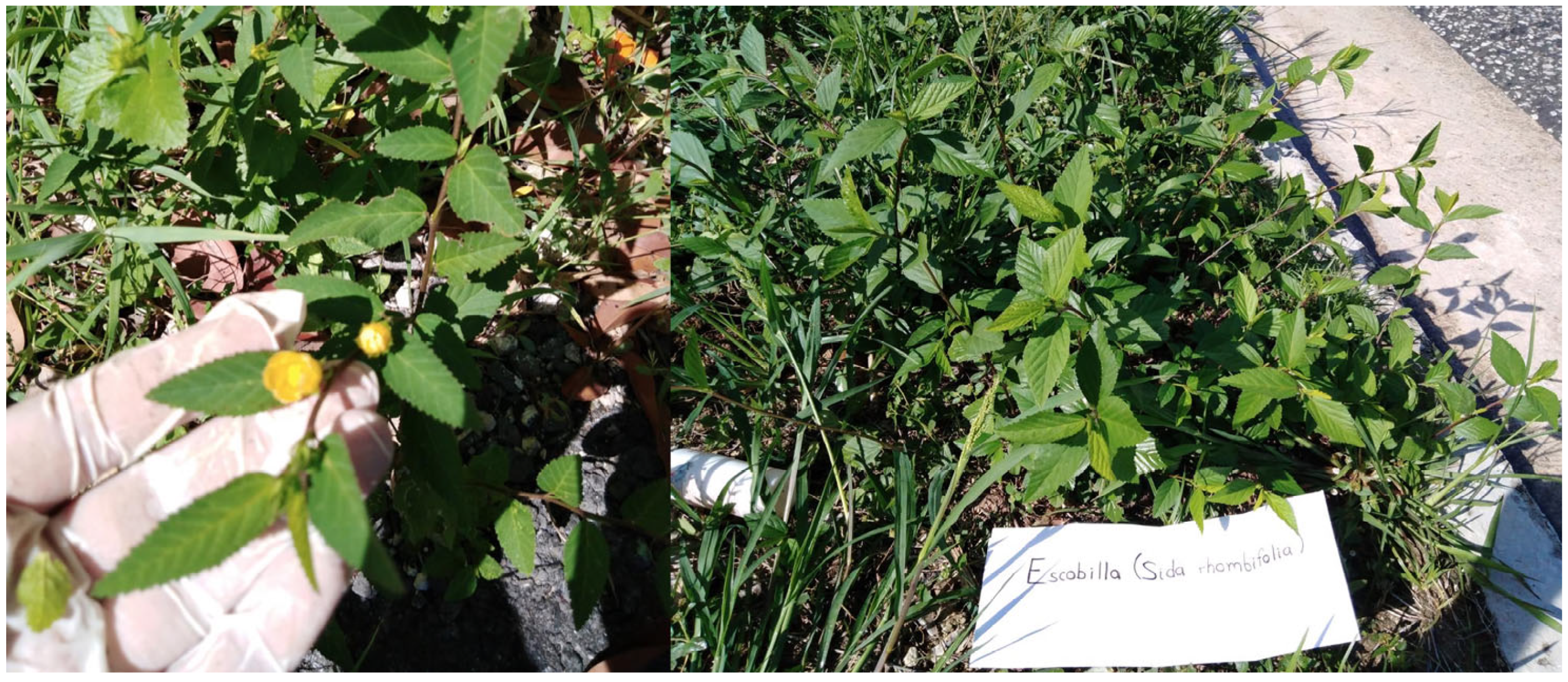 Coatings 14 00154 g005