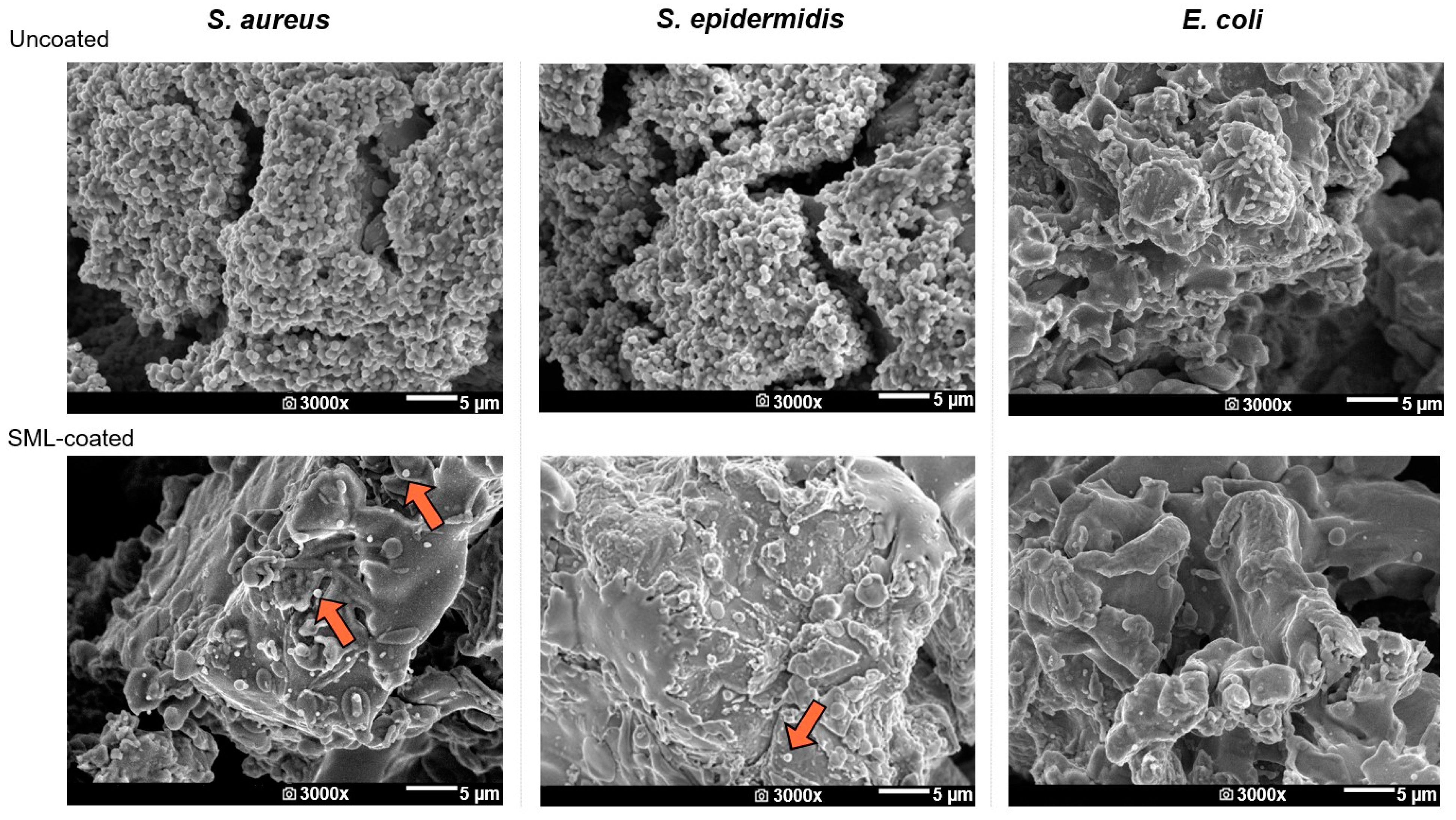 Coatings 14 00216 g007 Coatings 14 00216 g007