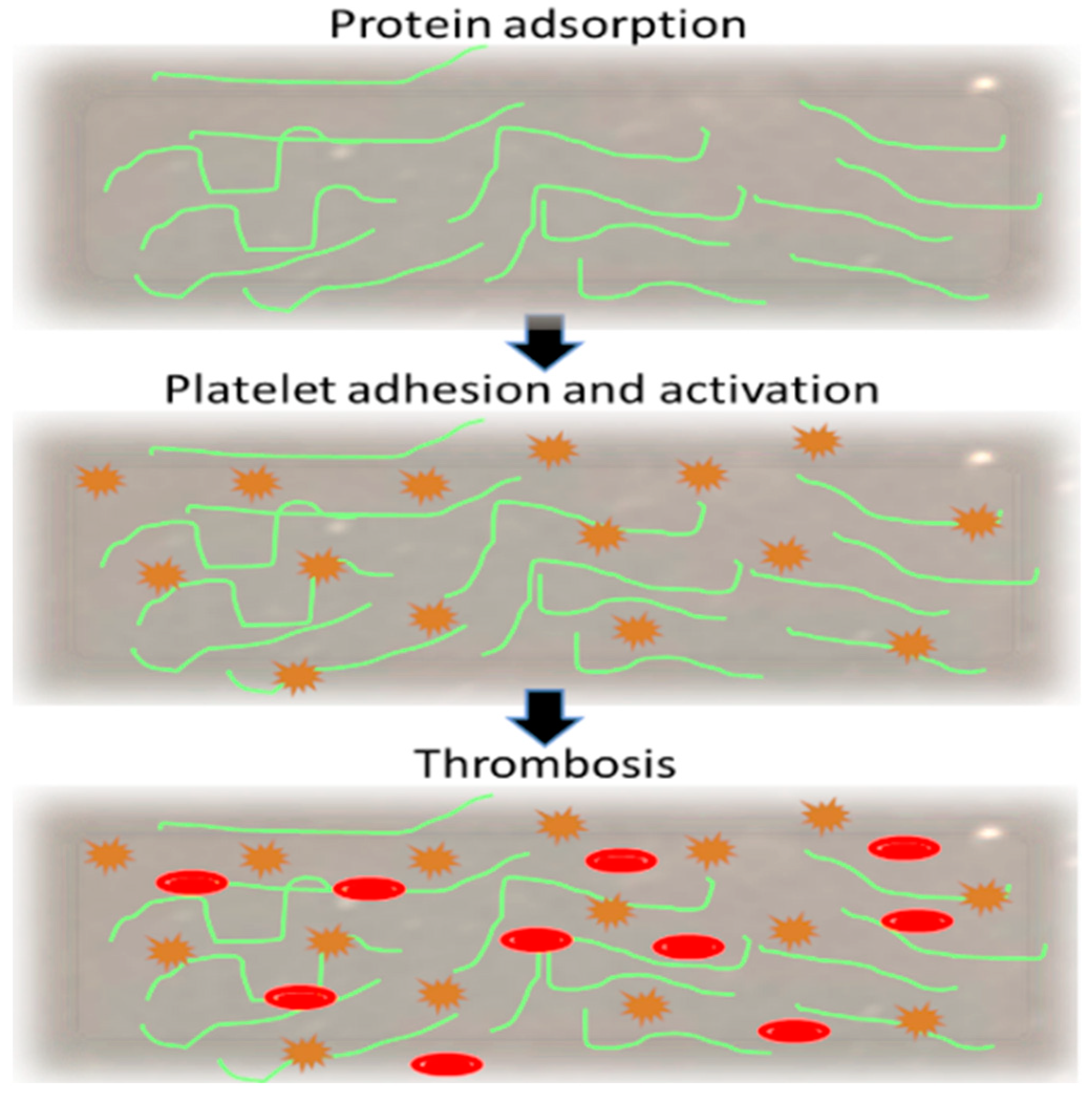 Coatings 14 00248 g006