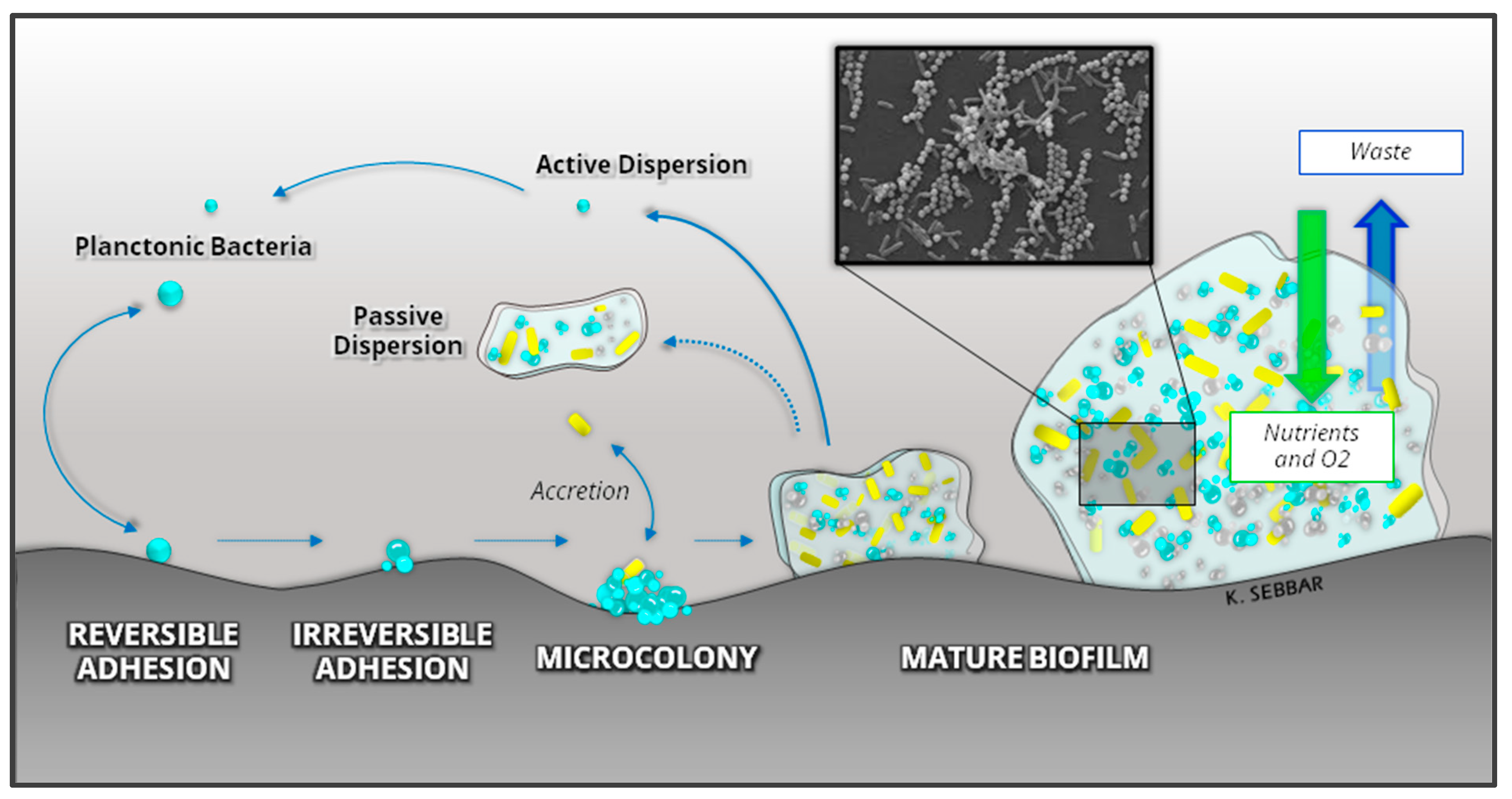Coatings 14 00400 g005