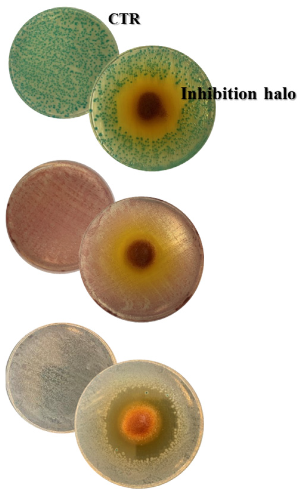 Coatings 14 00425 g008