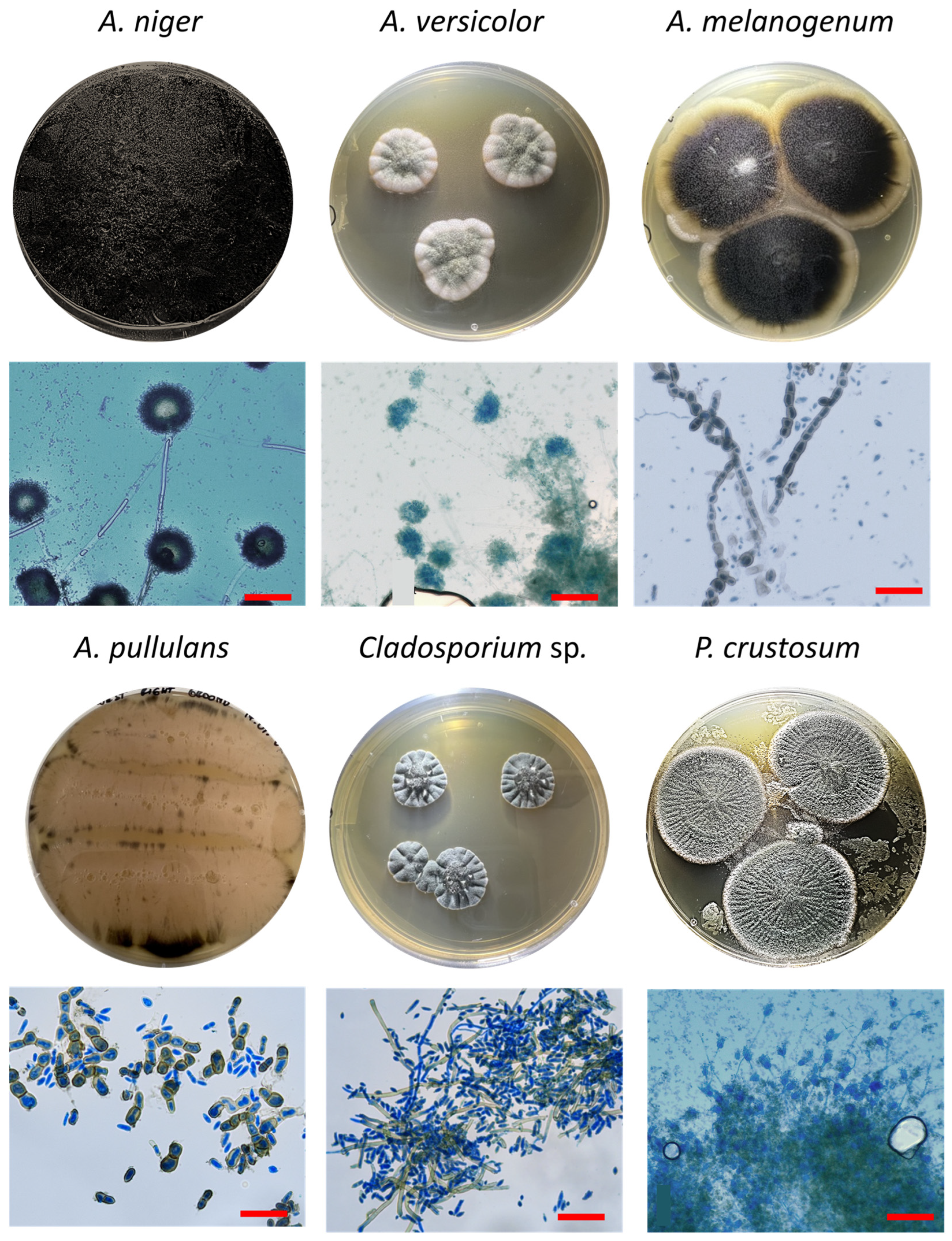 Coatings 14 00430 g004