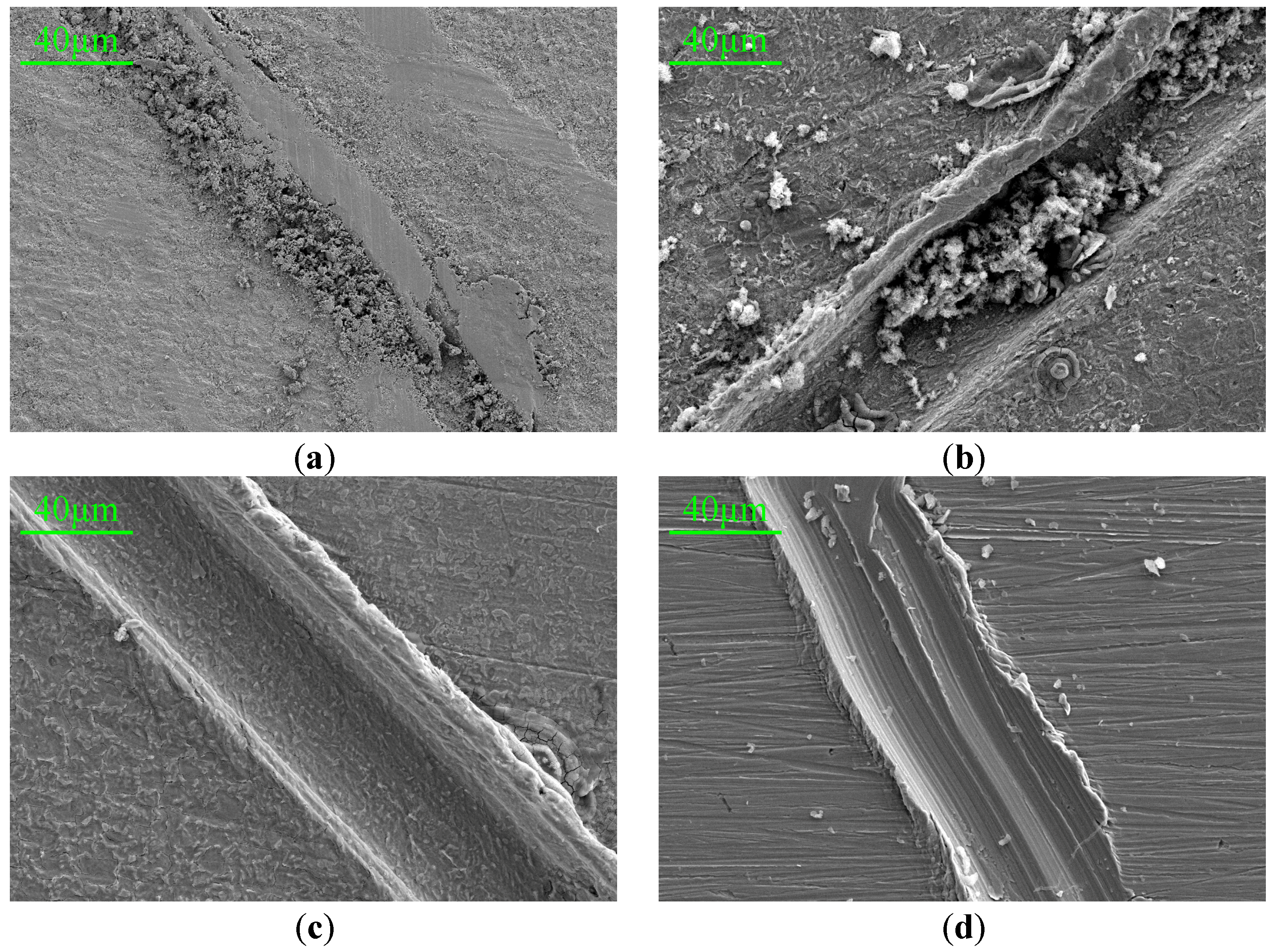 Coatings 14 00456 g010