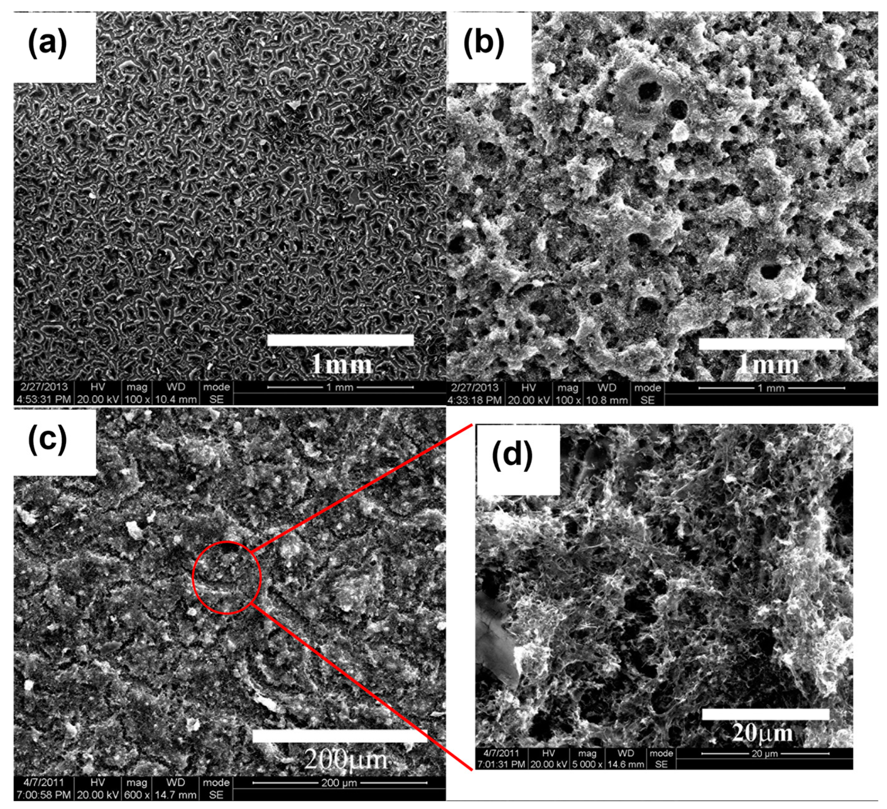 Coatings 14 00545 g002