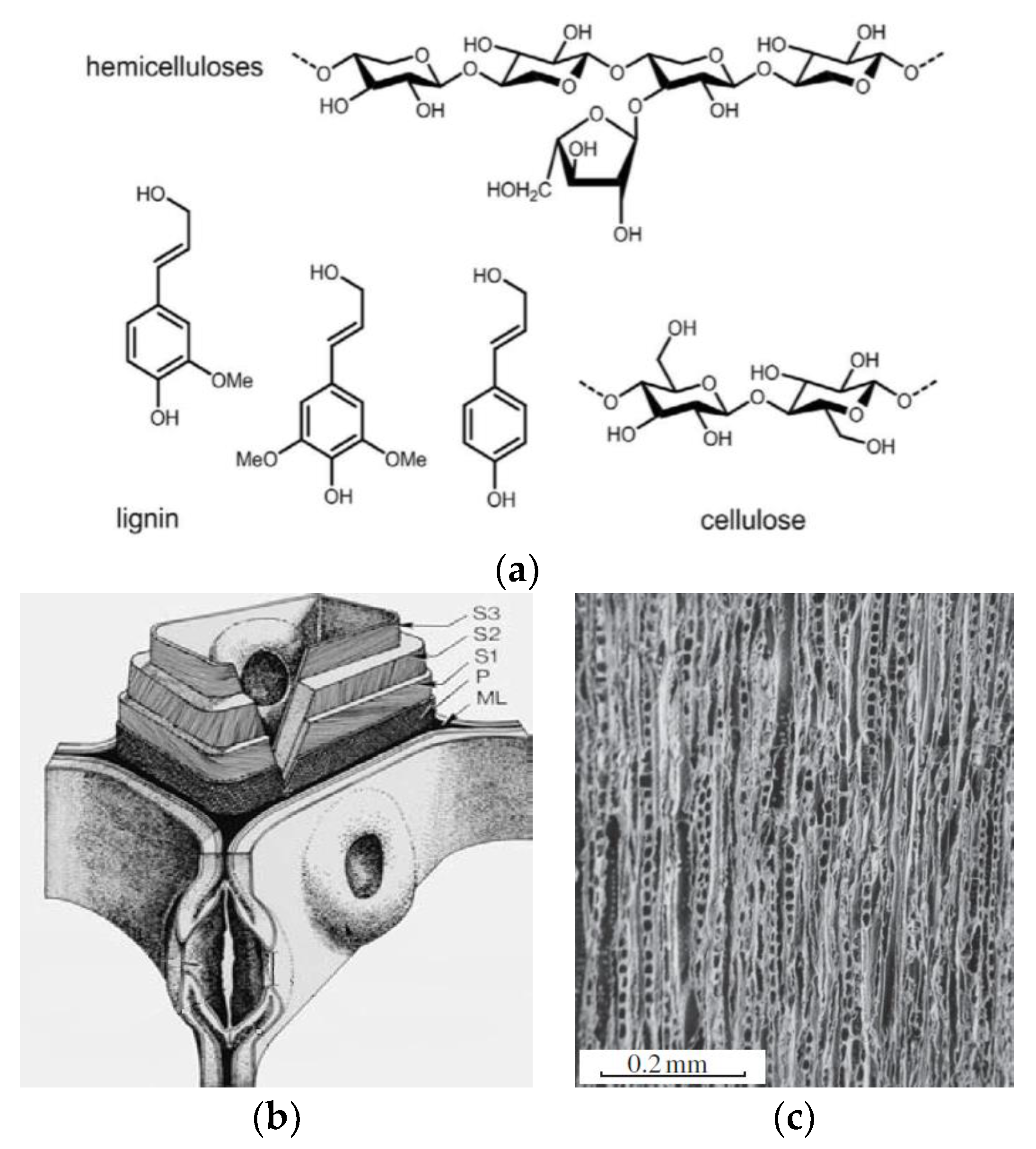 Coatings 14 00569 g001