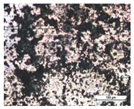Coatings 14 00569 i024