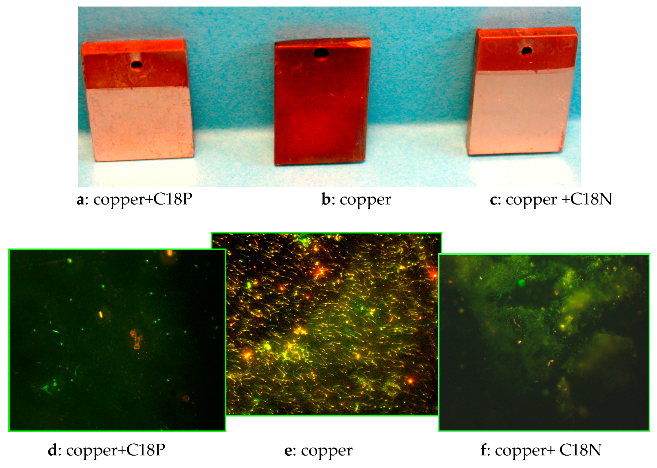 Coatings 14 00617 g008