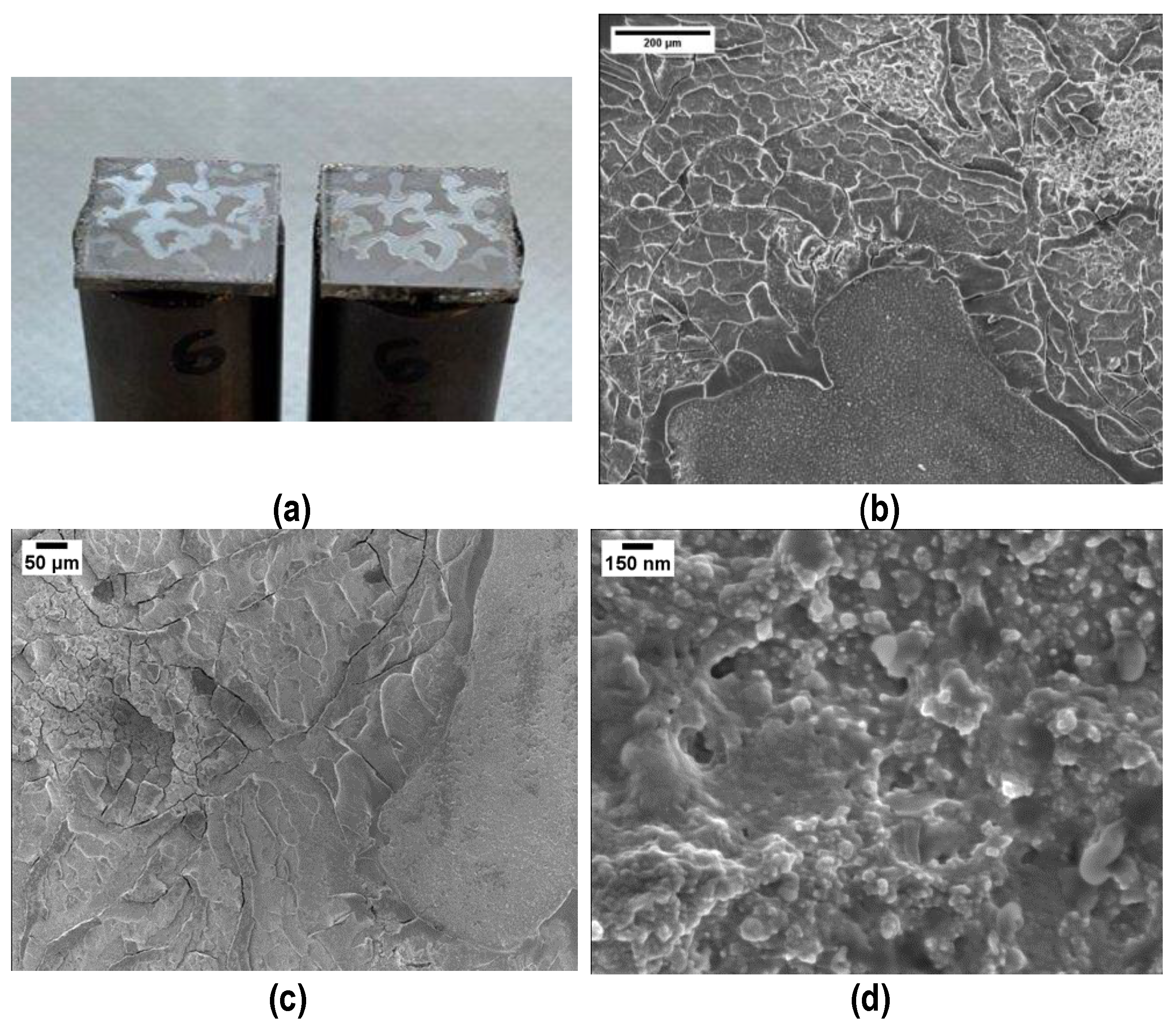 Coatings 14 00757 g012