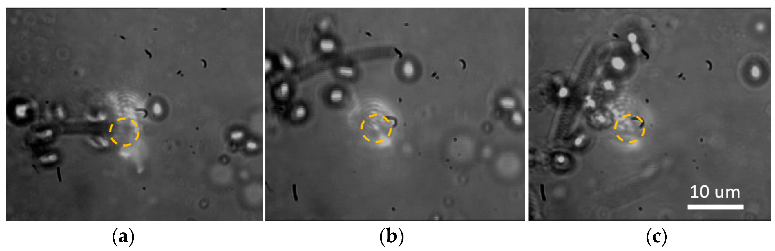 Coatings 14 00926 g008